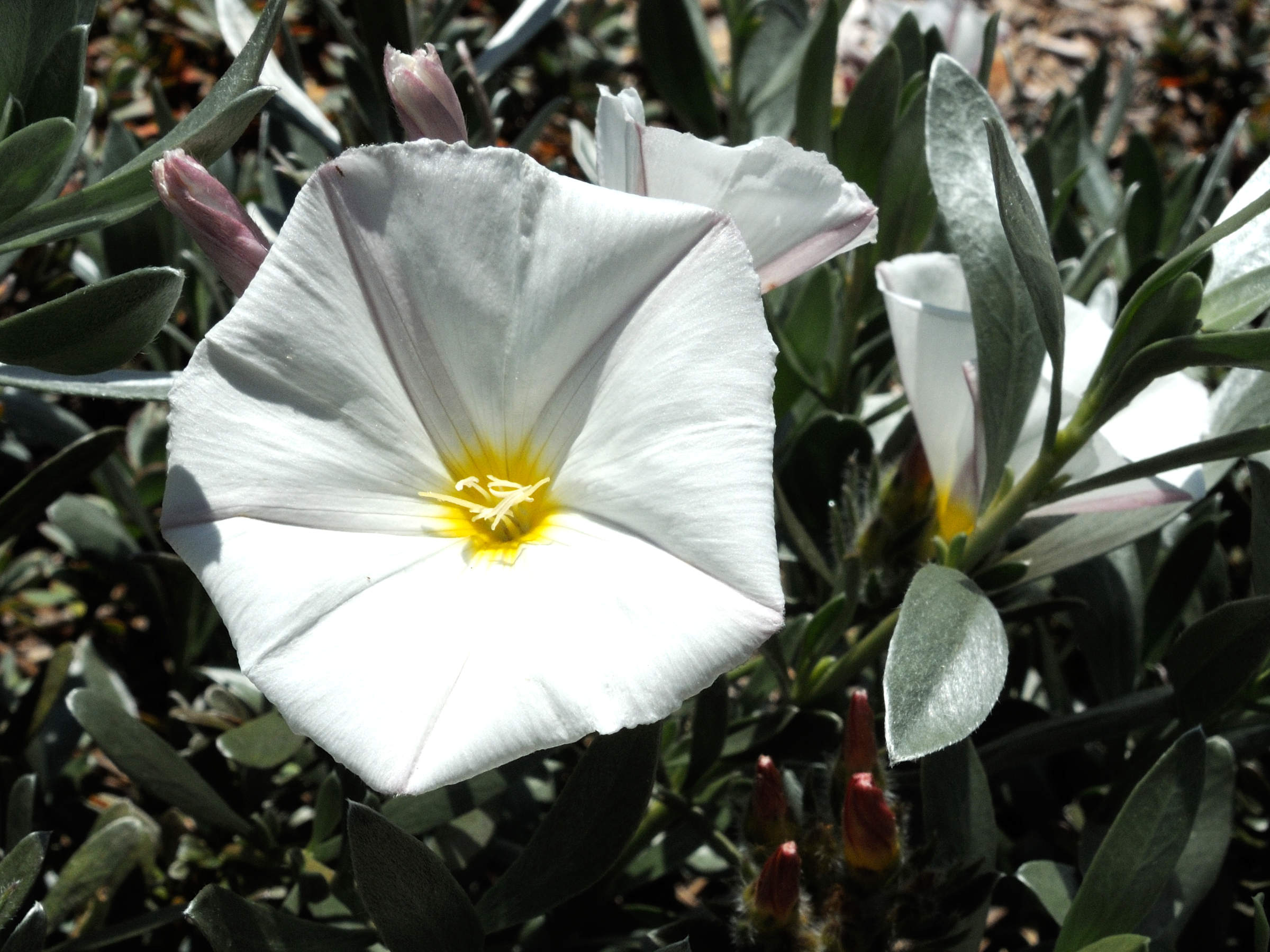 Afficher le média convolvulus_cneorum2md convolvulus_cneorum2md