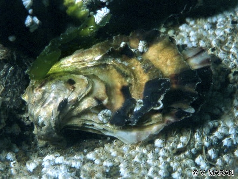 Afficher le média crassostrea_gigas2vm crassostrea_gigas2vm