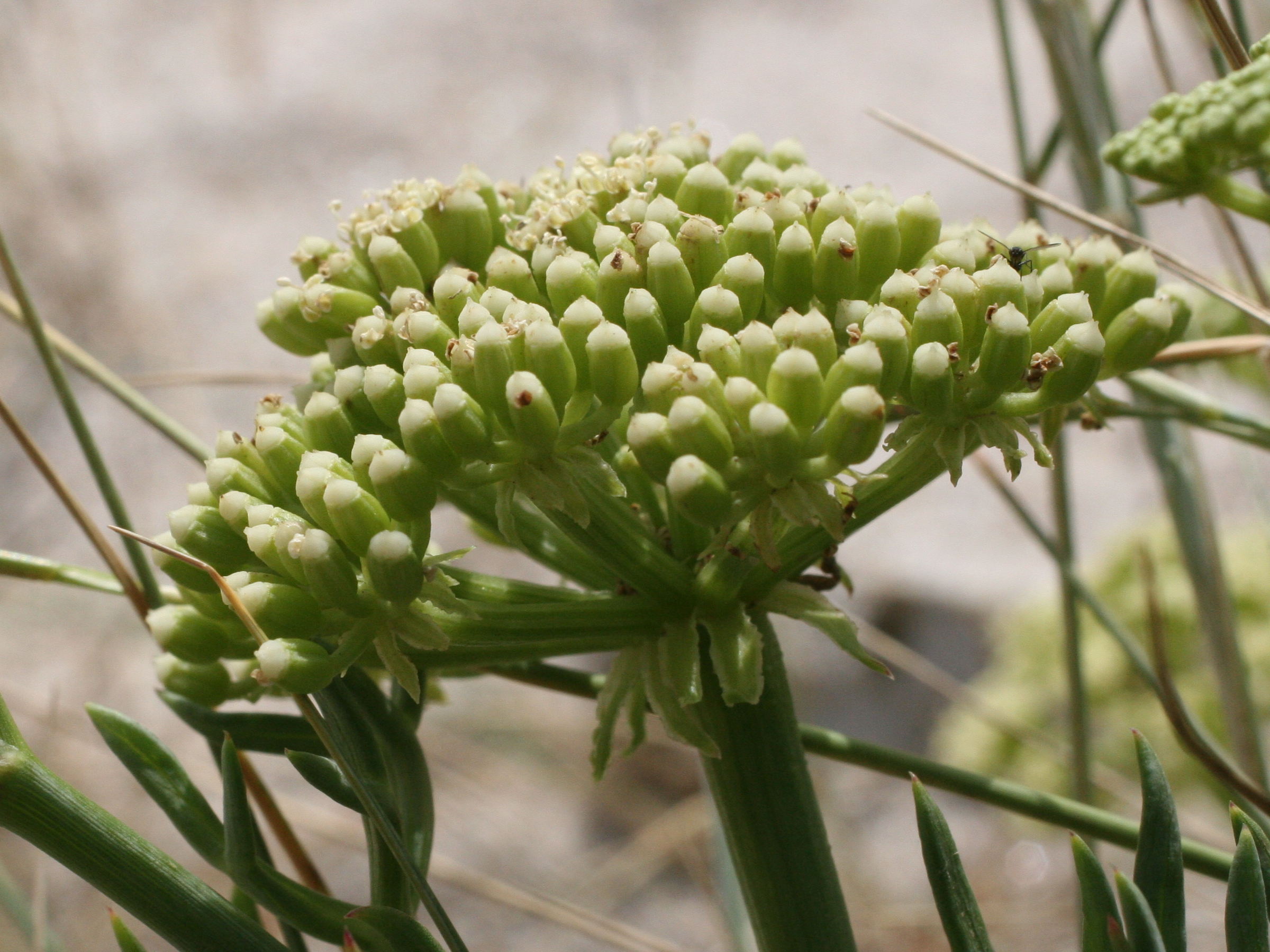 crithmum_maritimum4md