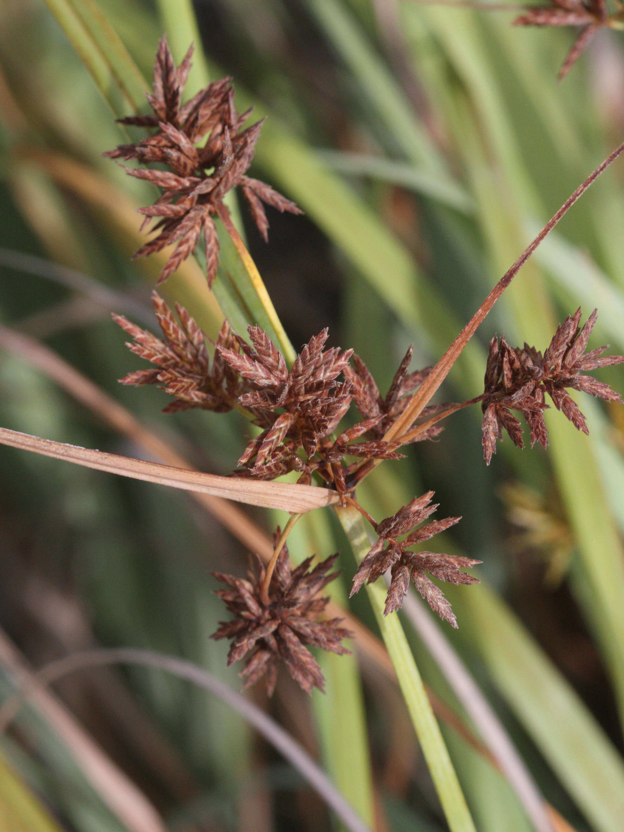 cyperus_luzulae2md