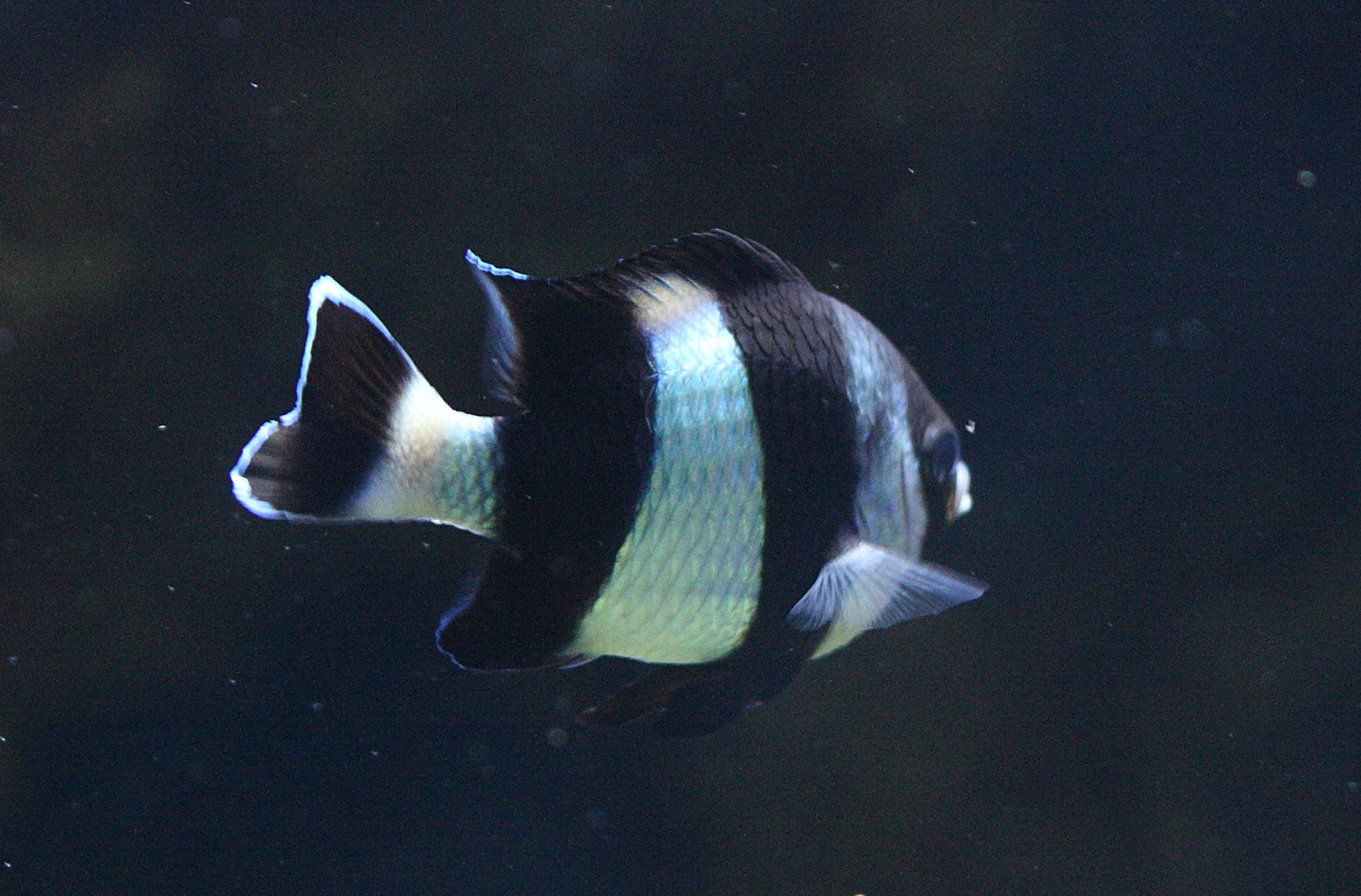 dascyllus_melanurus1bd