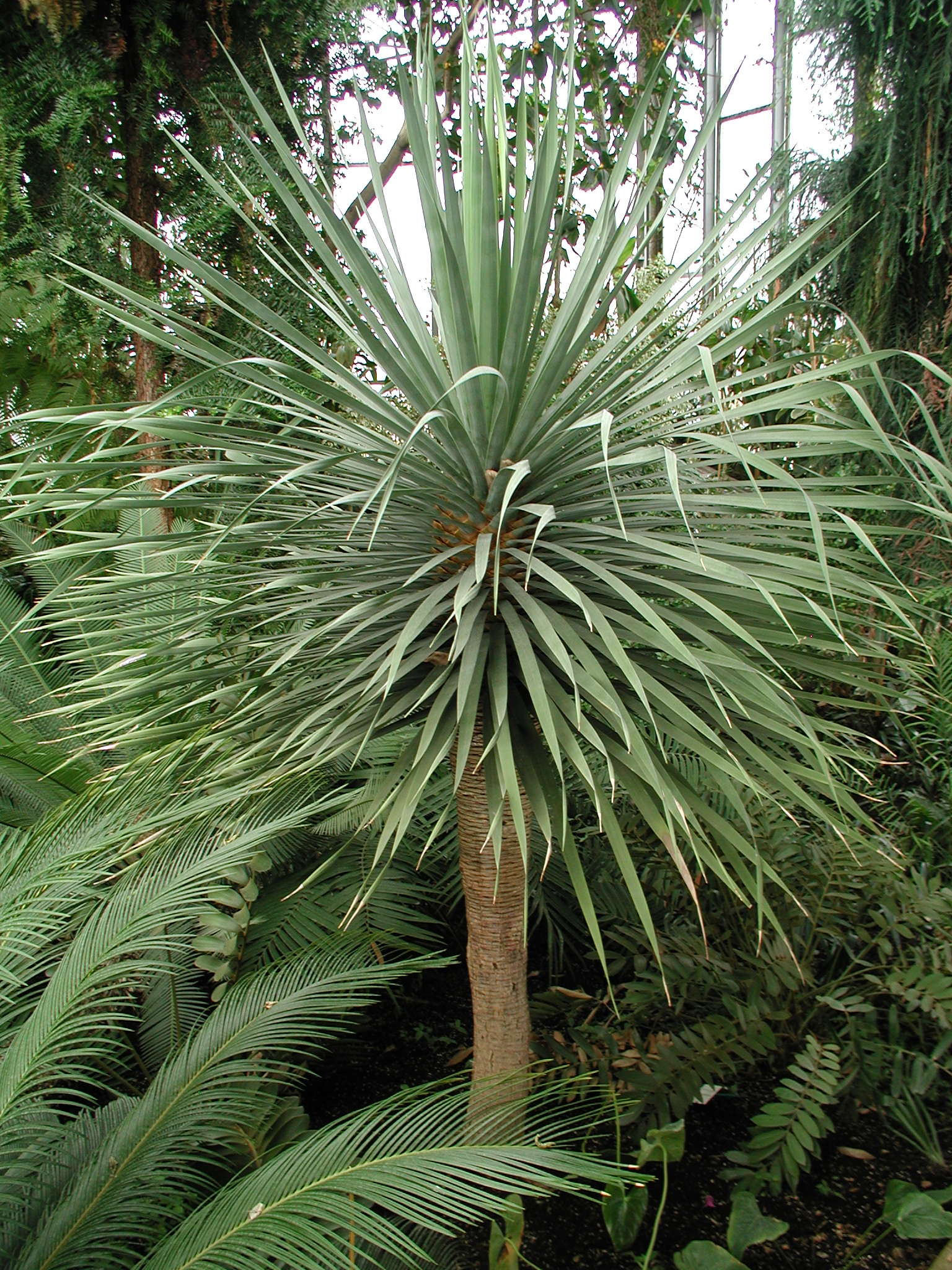 Afficher le média dracaena_draco1md dracaena_draco1md