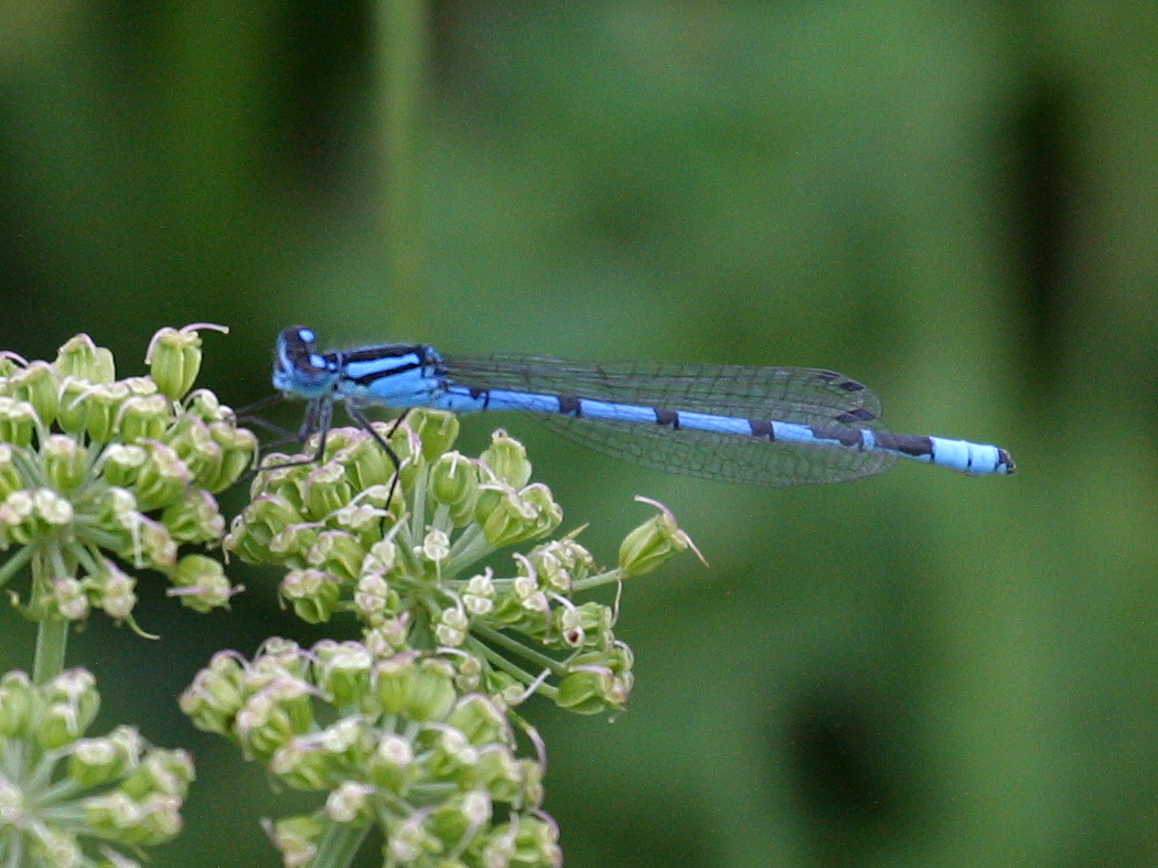 enallagma_cyathigerum4bd