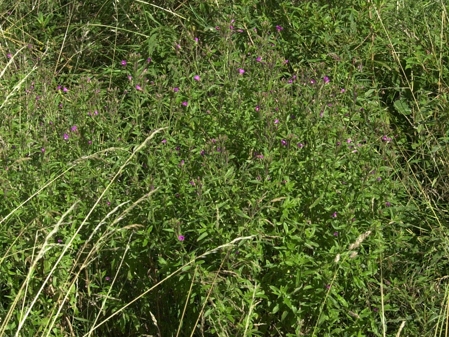 Afficher le média epilobium_montanum1md epilobium_montanum1md