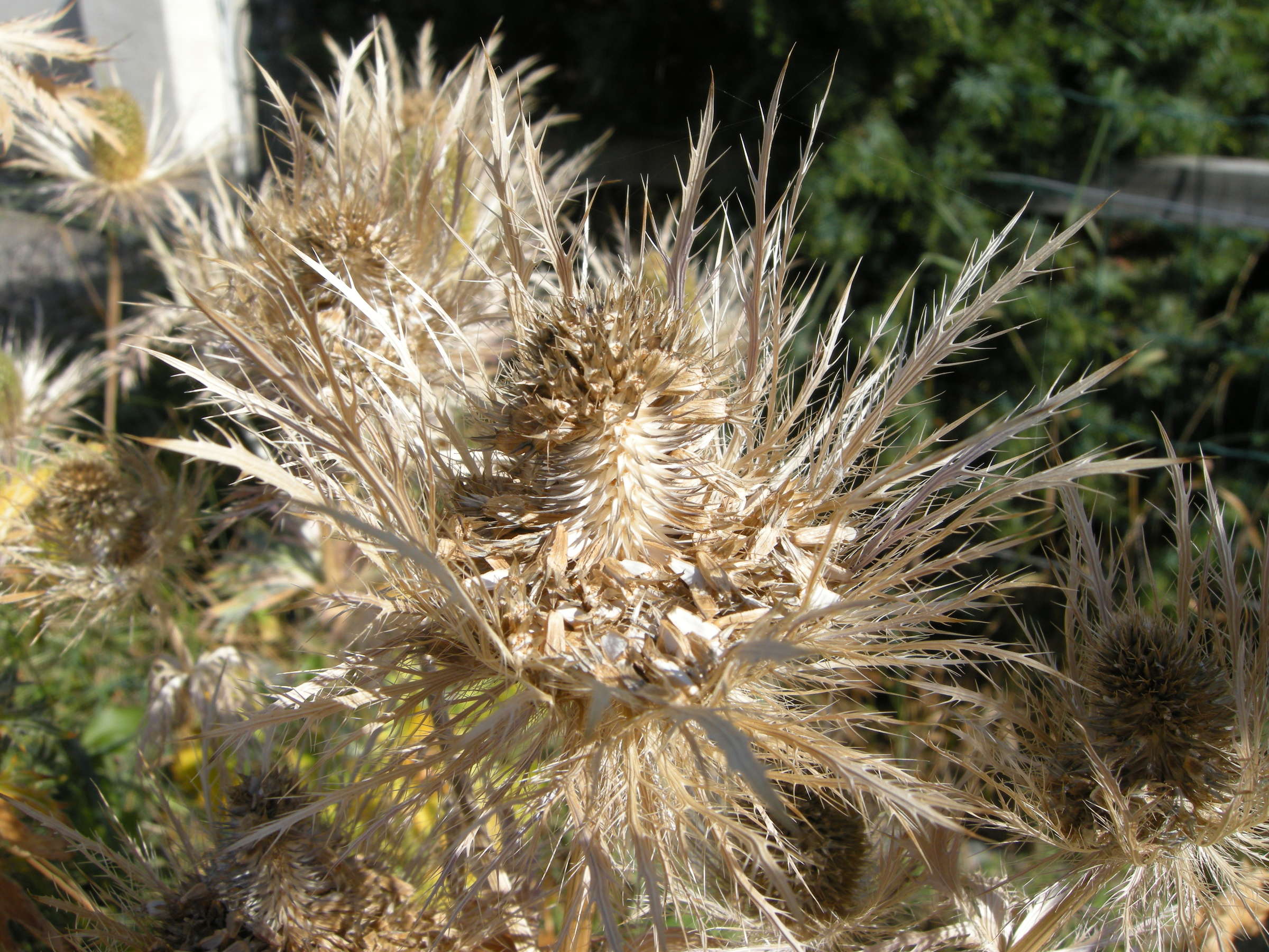 eryngium_alpinum3md