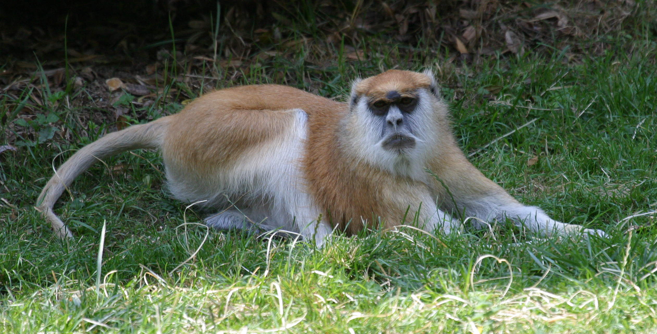 erythrocebus_patas3bd