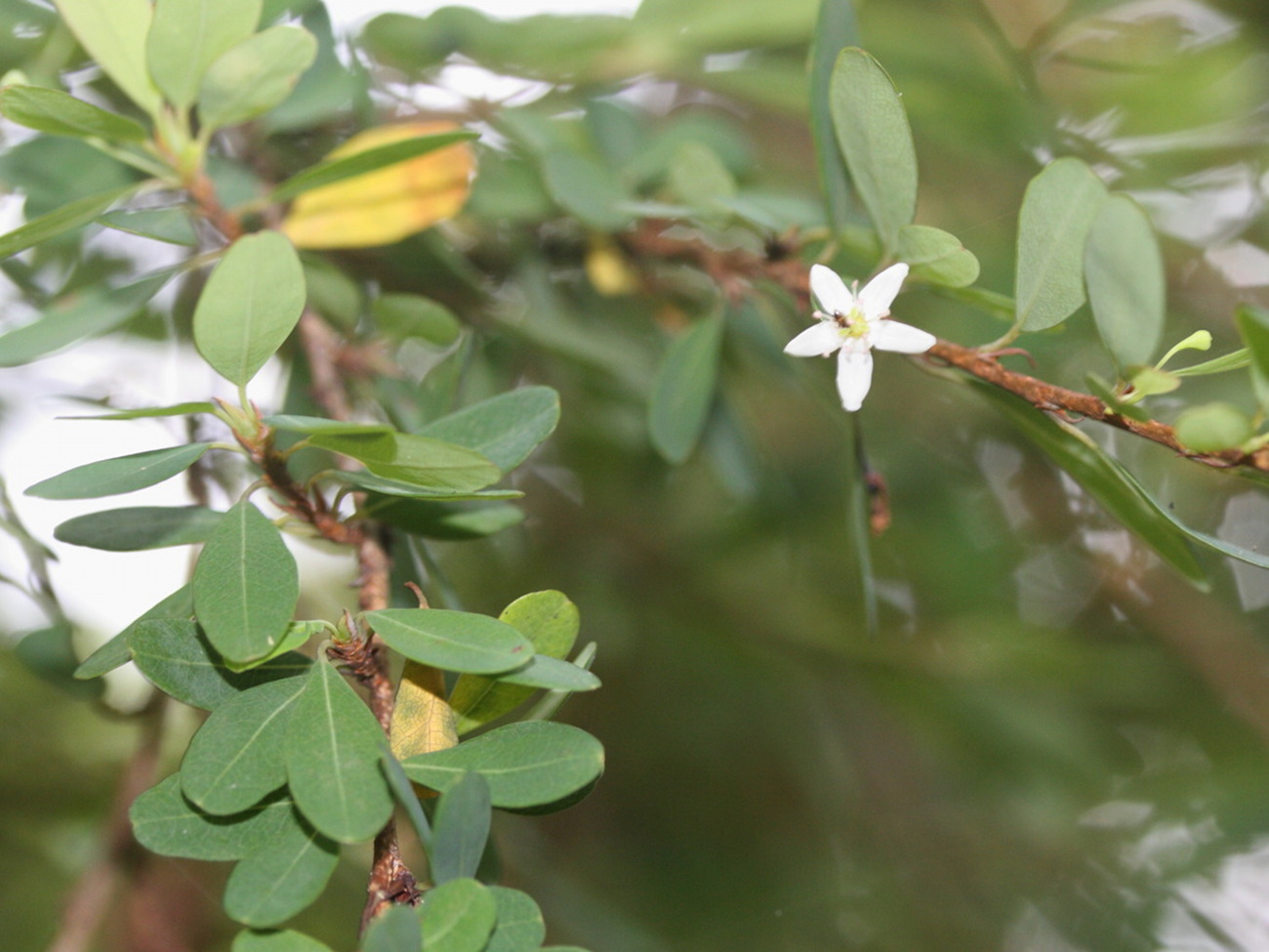 erythroxylum_hypericifolium3md