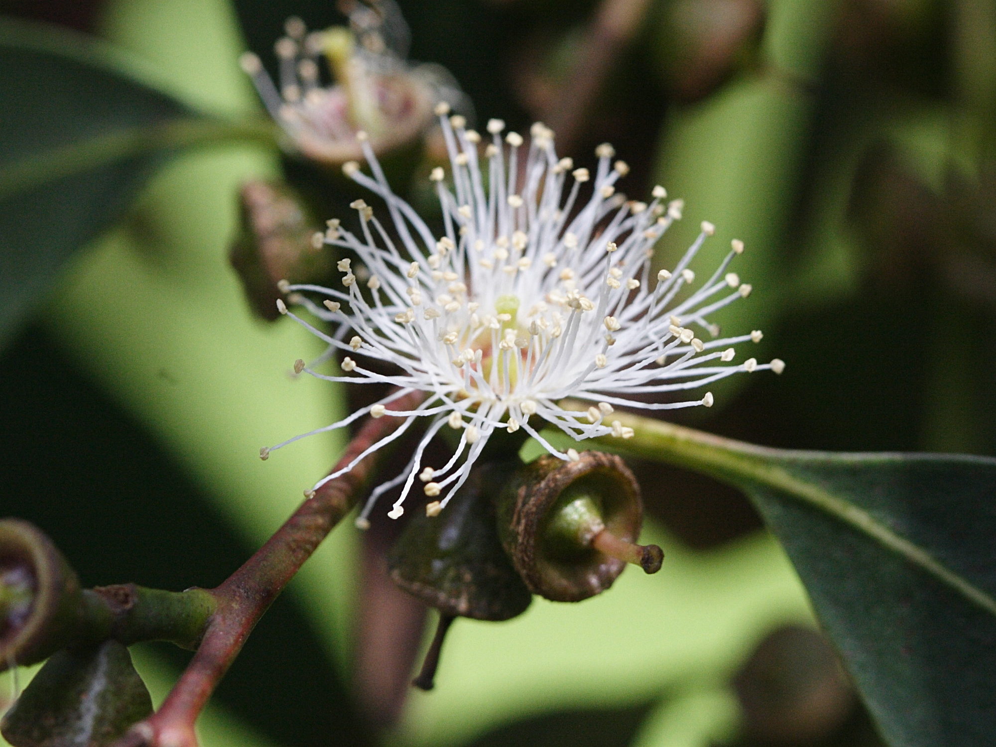 Afficher le média eucalyptus_perriniana3md eucalyptus_perriniana3md