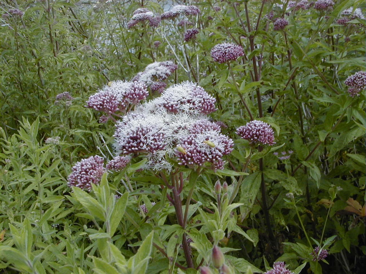 Afficher le média eupatorium_cannabinum1md eupatorium_cannabinum1md