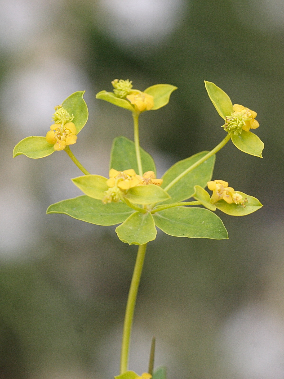 Afficher le média euphorbia_flavicoma3md euphorbia_flavicoma3md