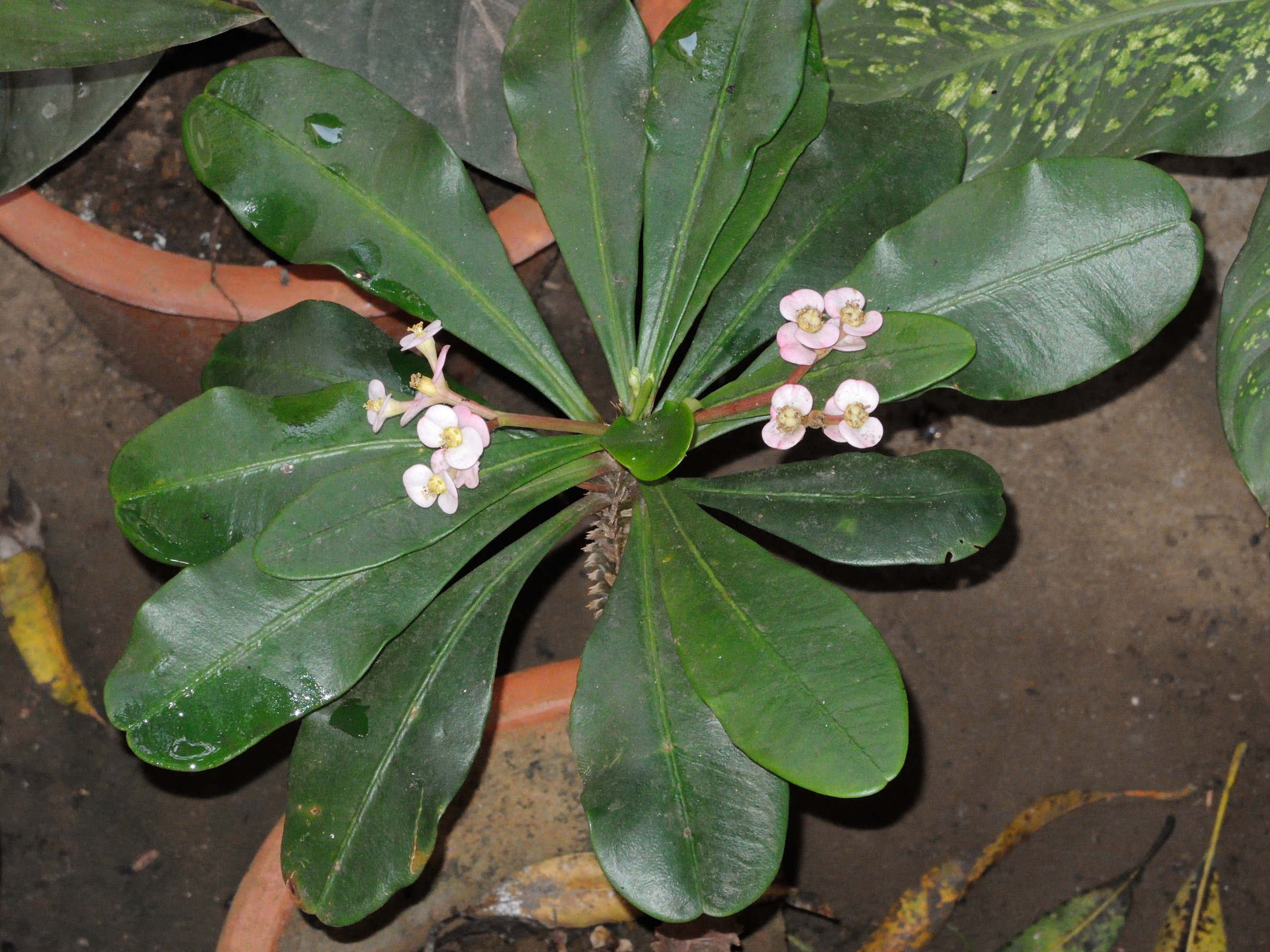 euphorbia_milii_rosea1md
