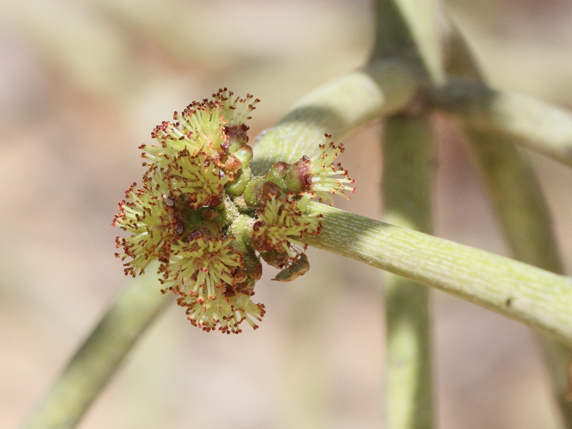 euphorbia_tirucalli10md