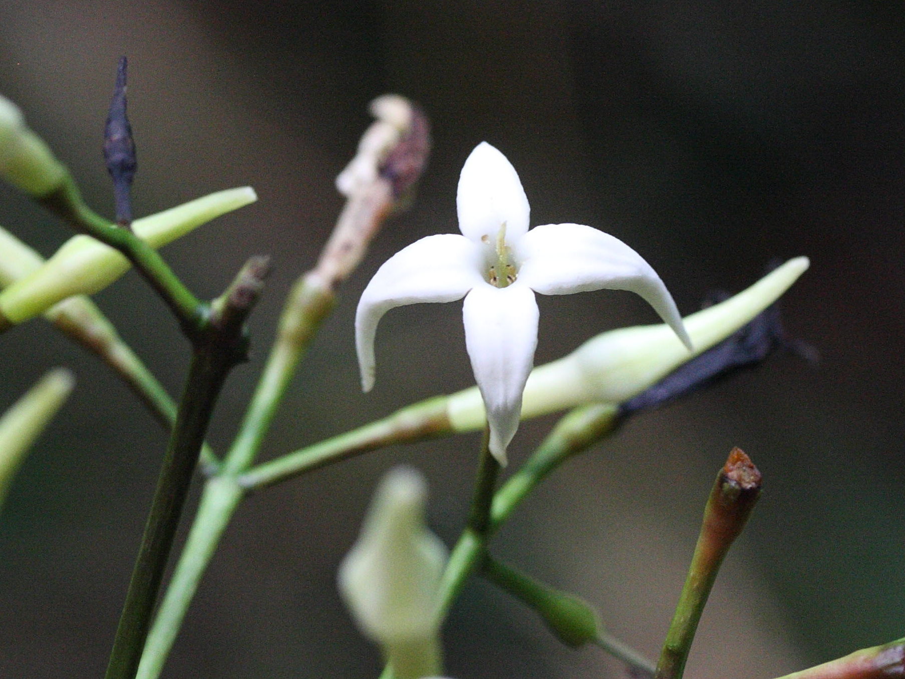 faramea_occidentalis3md