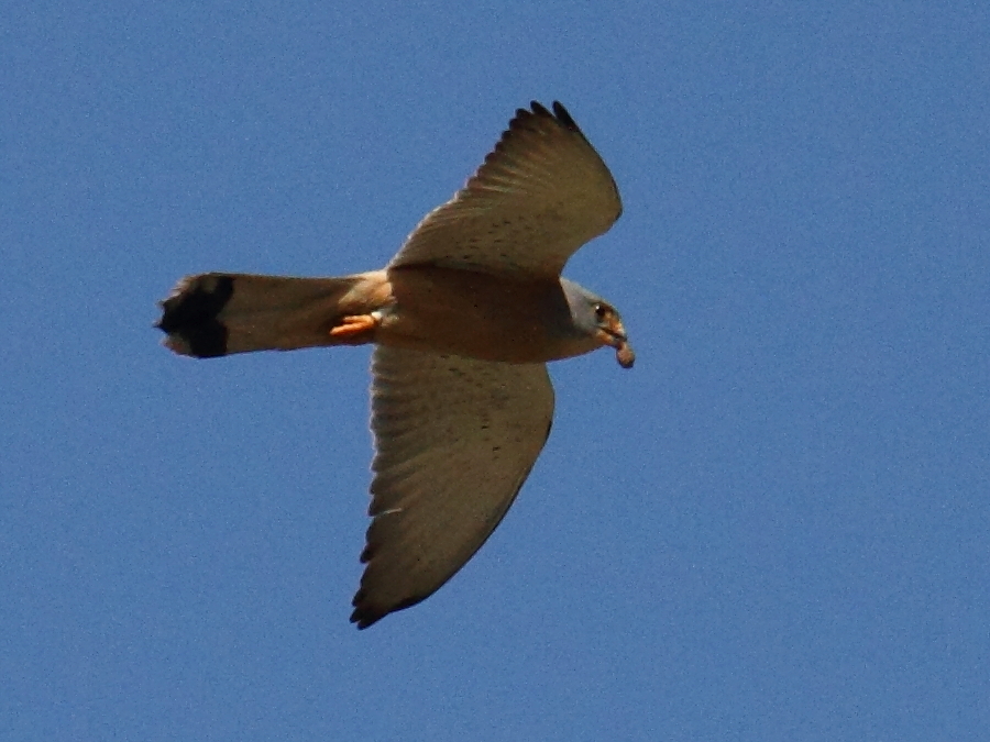 faucon_crecerellette_-_falco_naumanni7bd