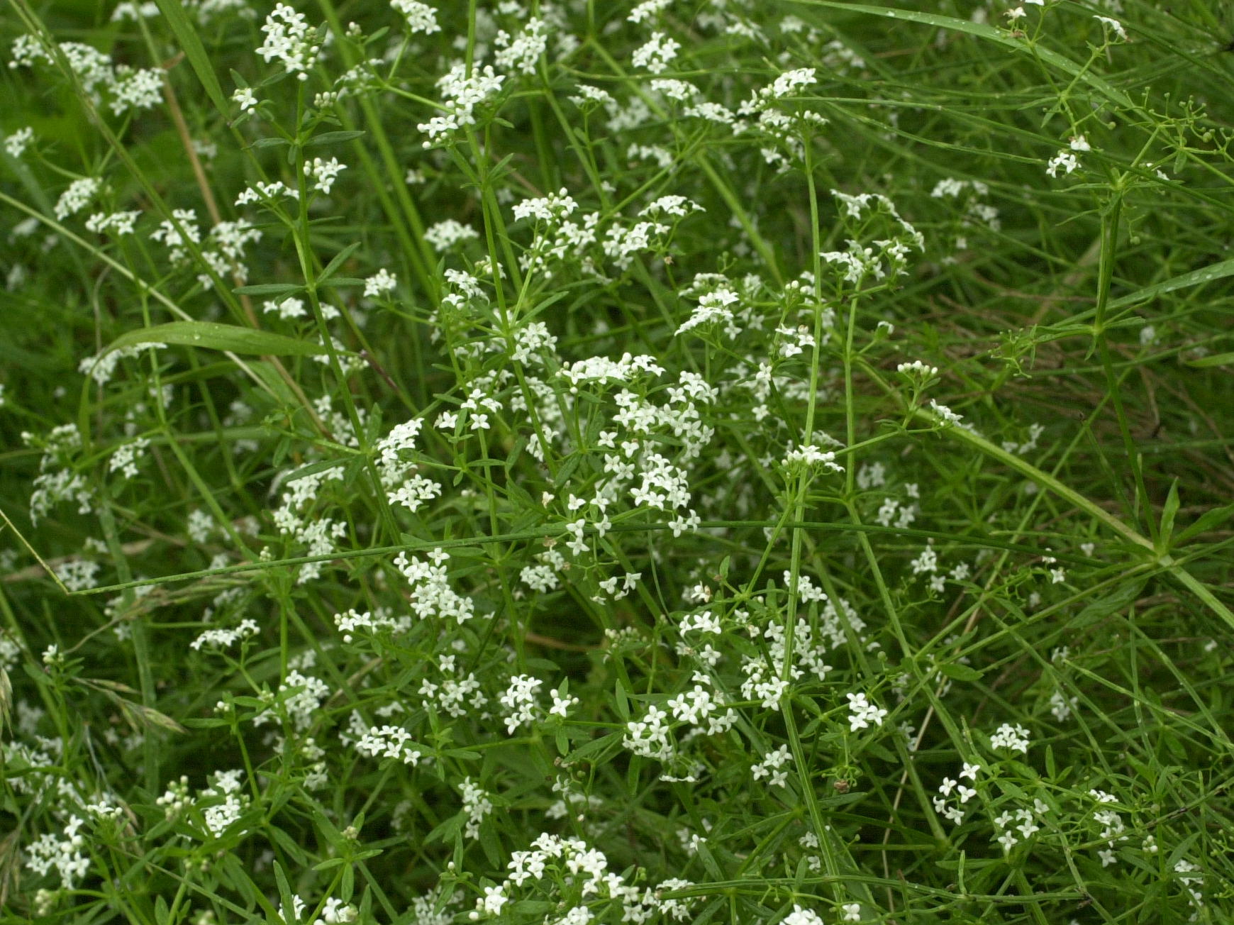 Afficher le média galium_palustre5bd galium_palustre5bd