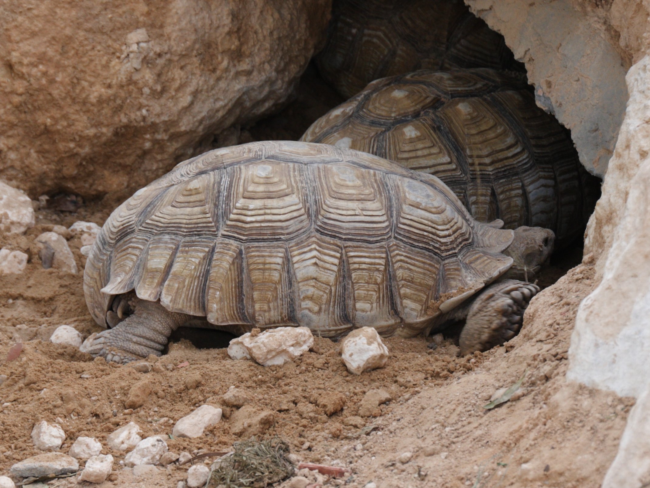 Afficher le média geochelone_sulcata5bd geochelone_sulcata5bd