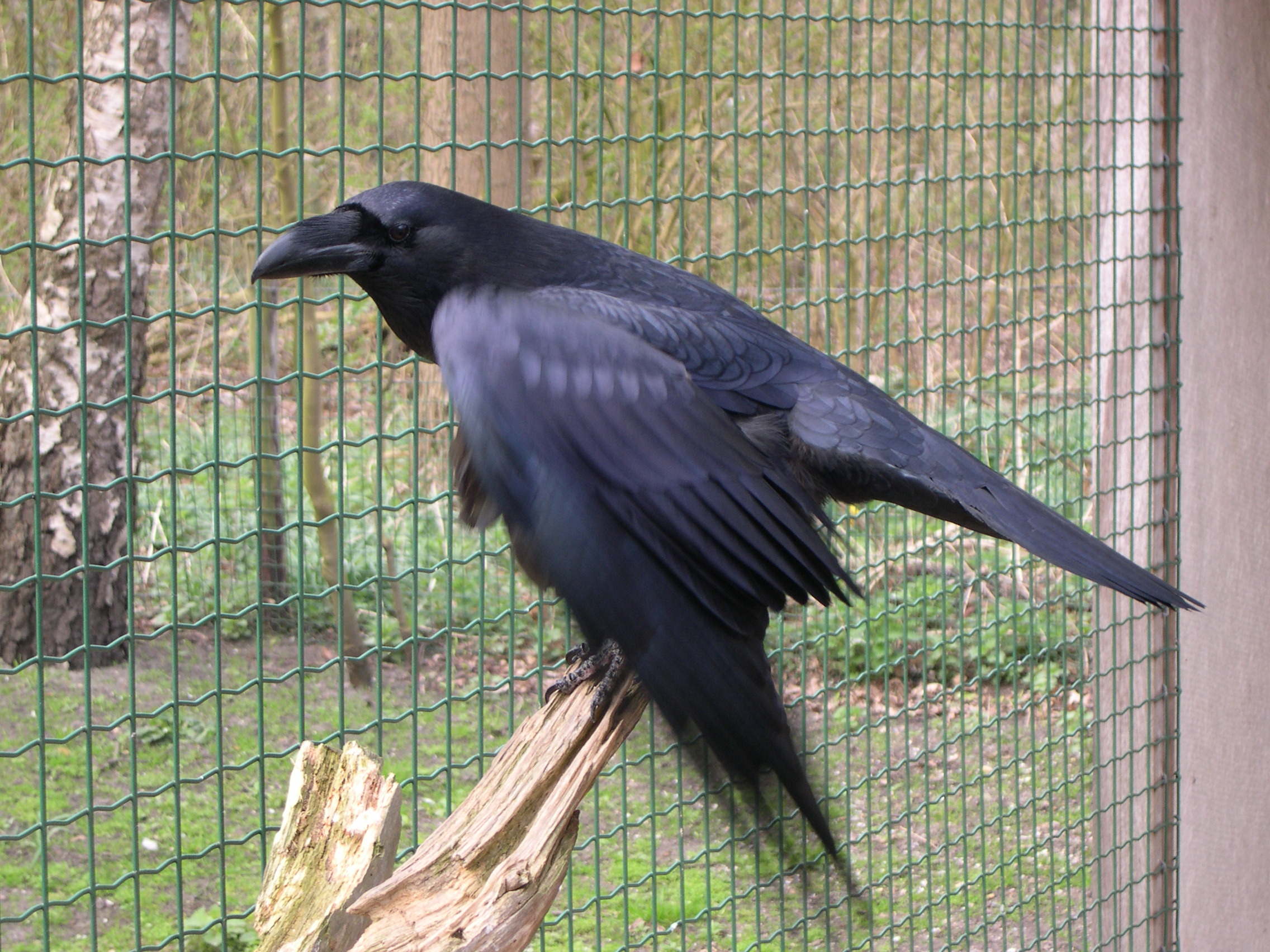 grand_corbeau_-_corvus_corax3sd