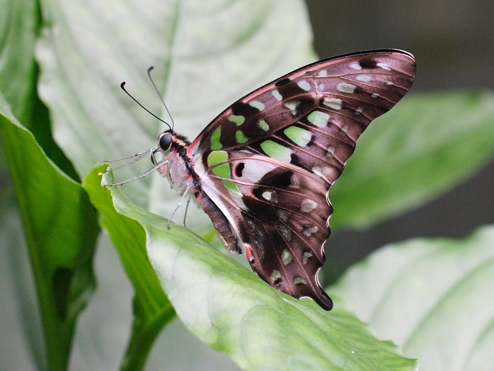 graphium_agamemnon5md