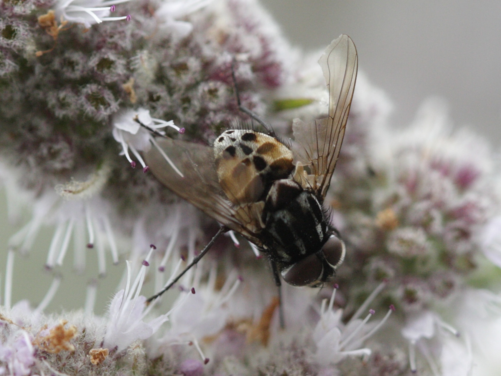 graphomya_maculata2bd