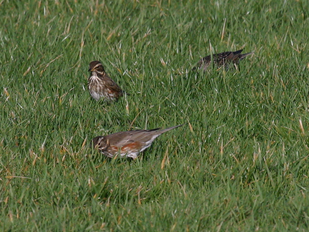 grive_mauvis_-_turdus_iliacus3bd