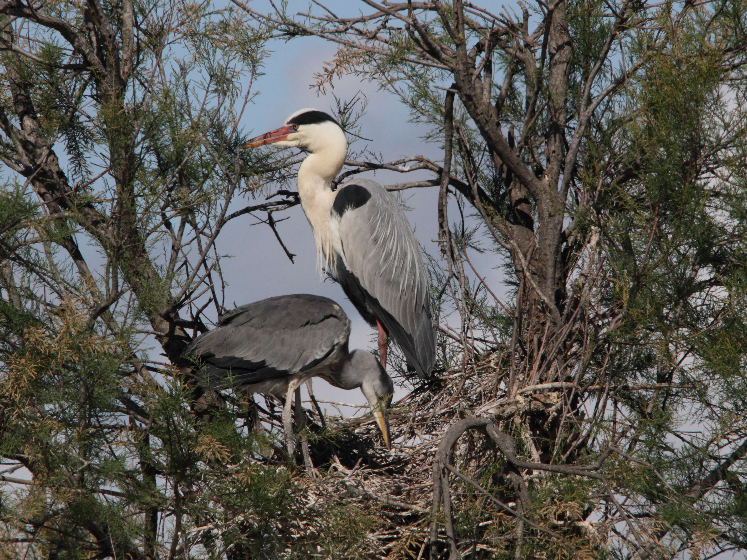 heron_cendre_-_ardea_cinerea3md