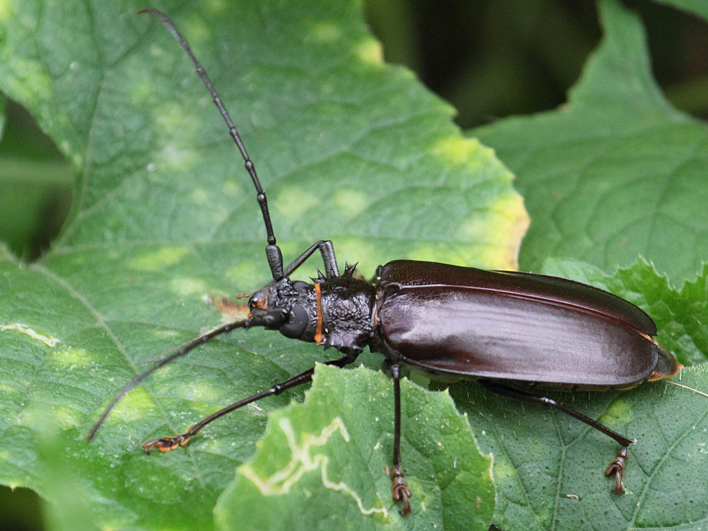 hoplideres_spinipennis_nitidior1