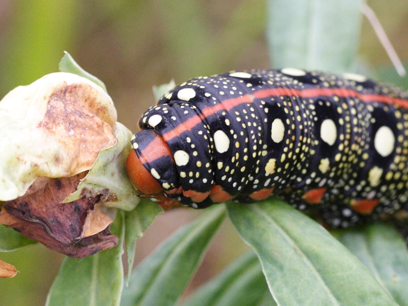 hyles_euphorbiae_ch2md