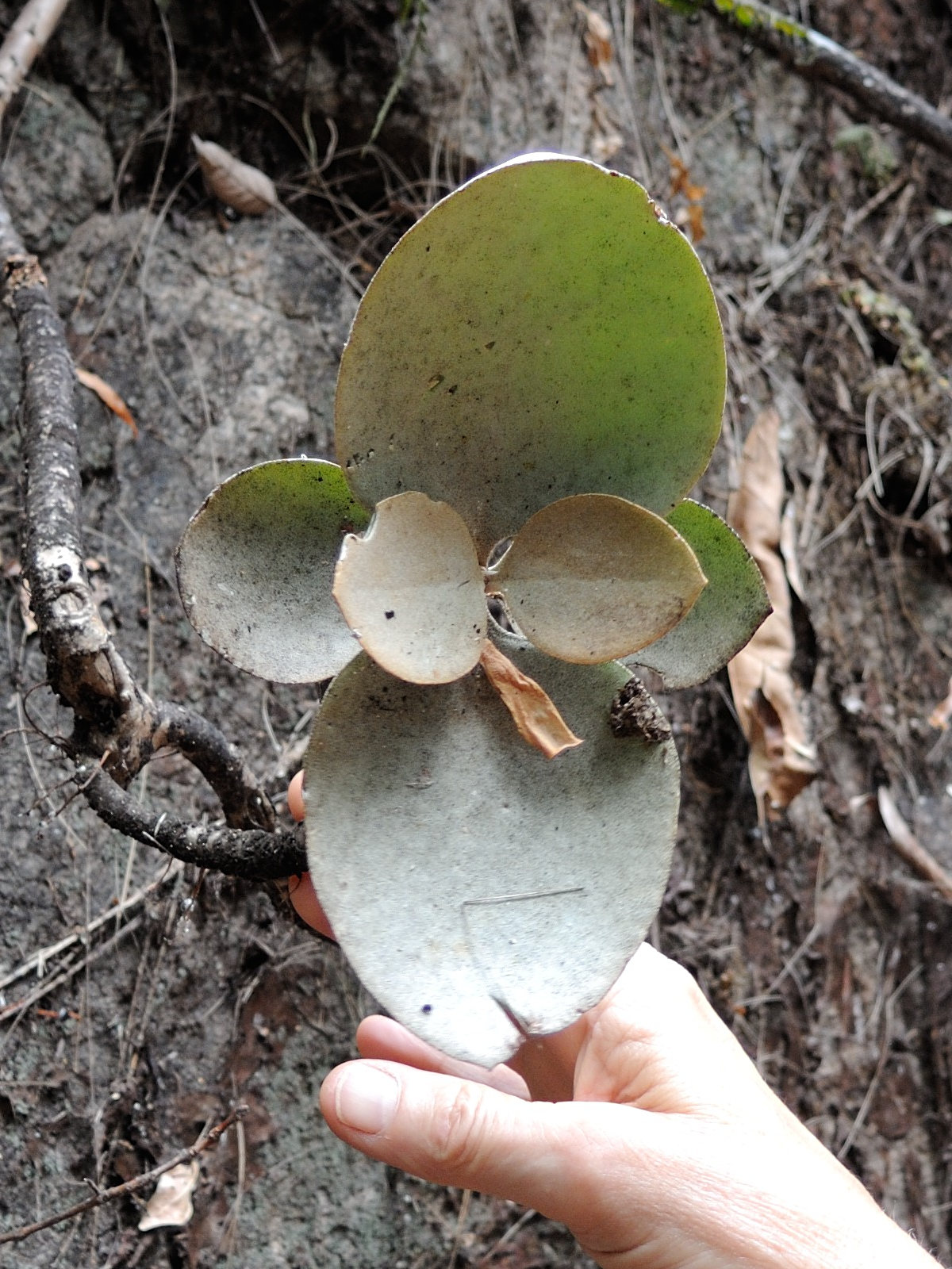 kalanchoe_orgyalis2md