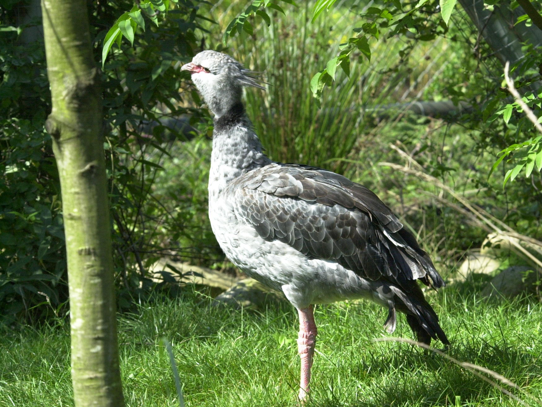 kamichi_a_collier_-_chauna_torquata1md