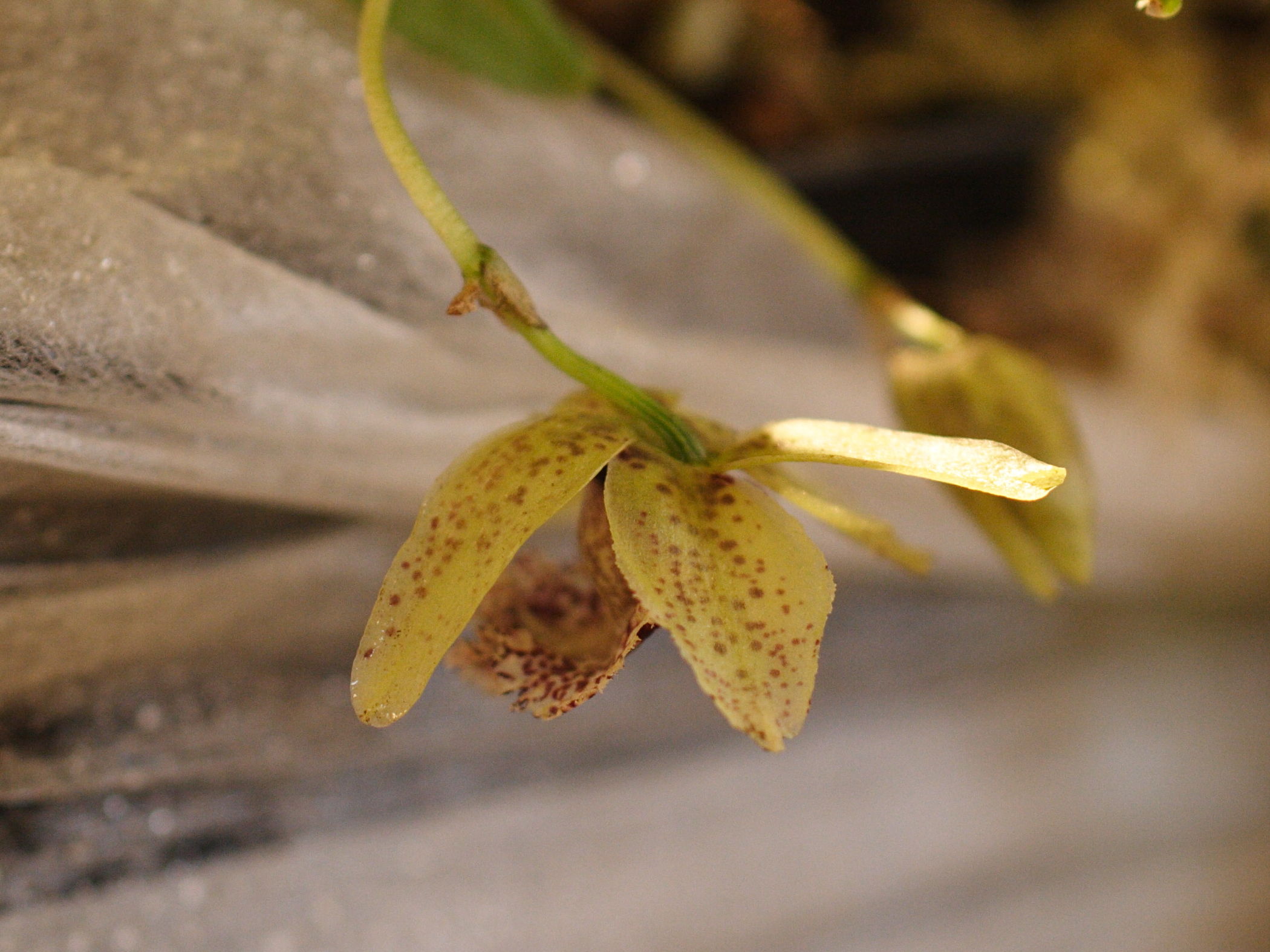 Afficher le média kefersteinia_graminea2md kefersteinia_graminea2md