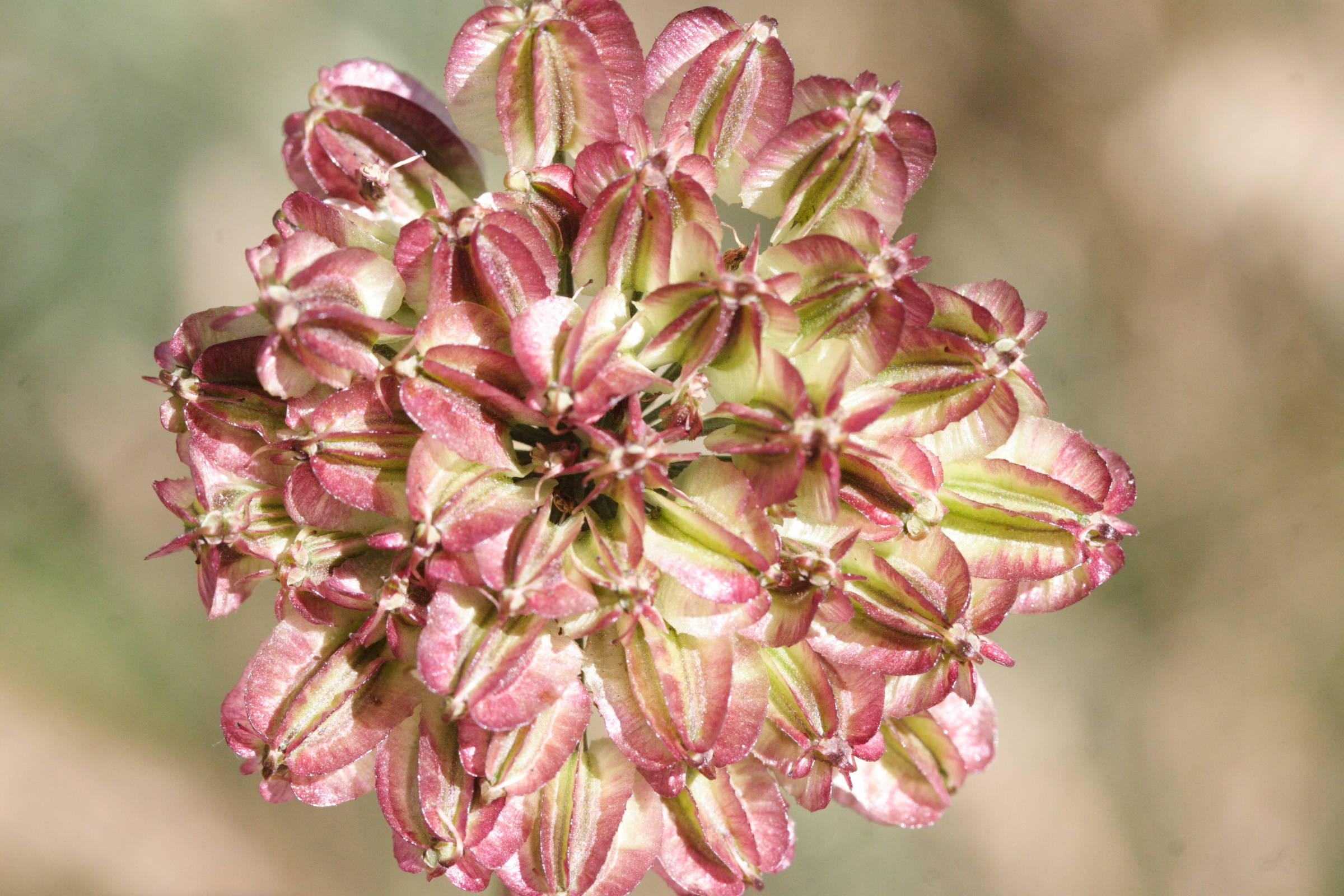 Afficher le média laserpitium_latifolium4md laserpitium_latifolium4md