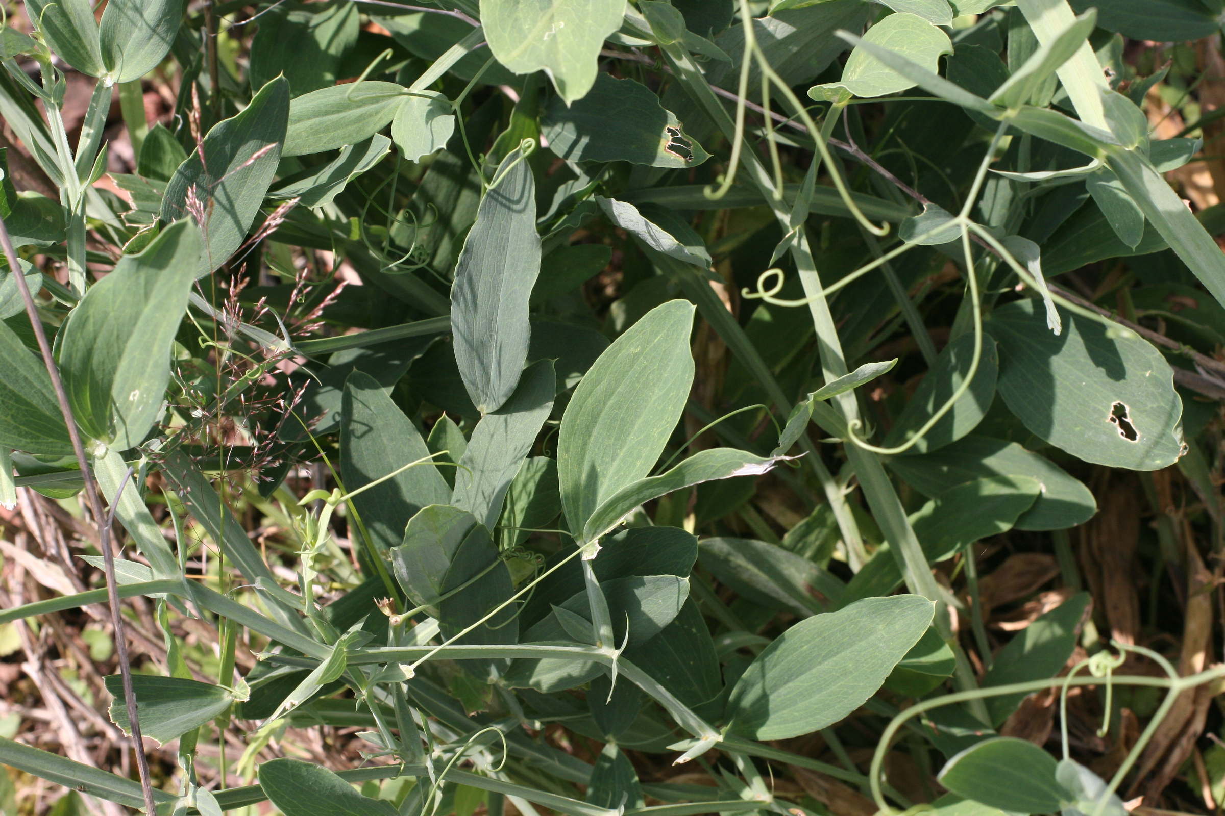 lathyrus_latifolius2md