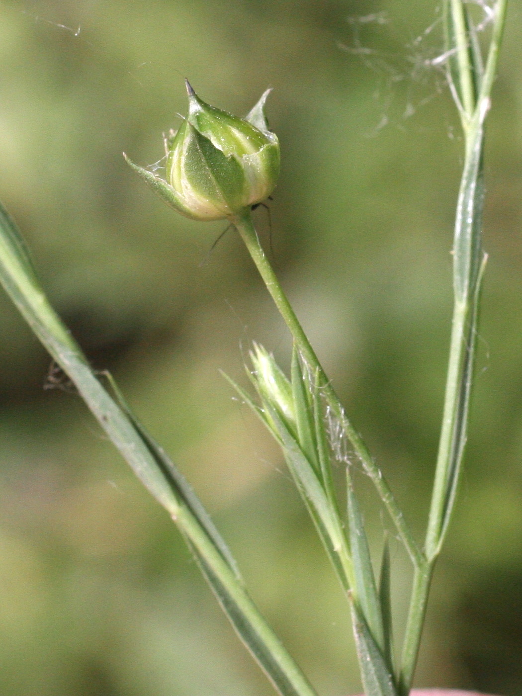 Afficher le média linum_bienne5md linum_bienne5md