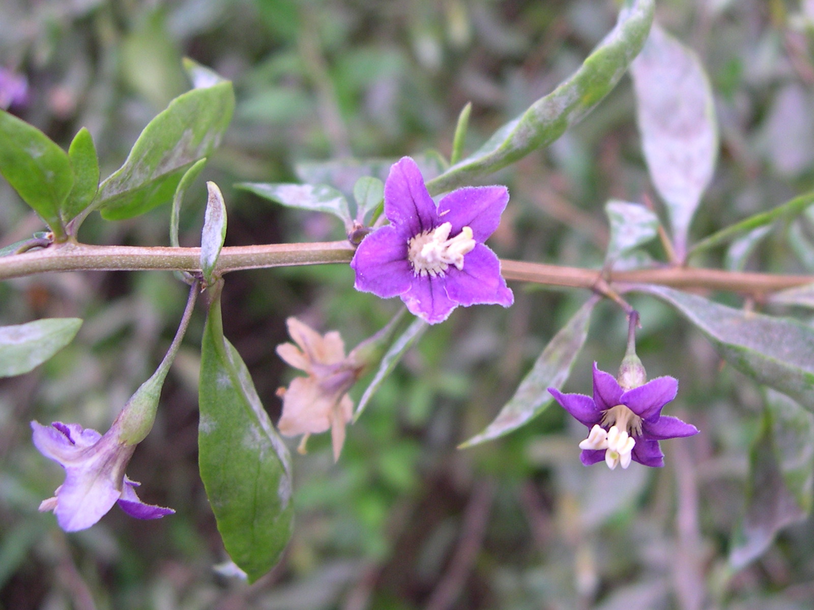 Afficher le média lycium_barbarum4md lycium_barbarum4md