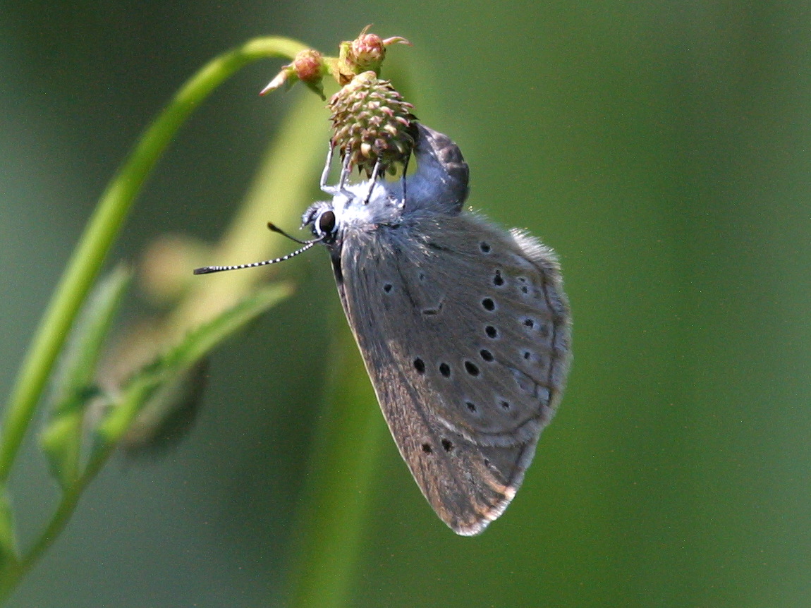 maculinea_telejus6bd