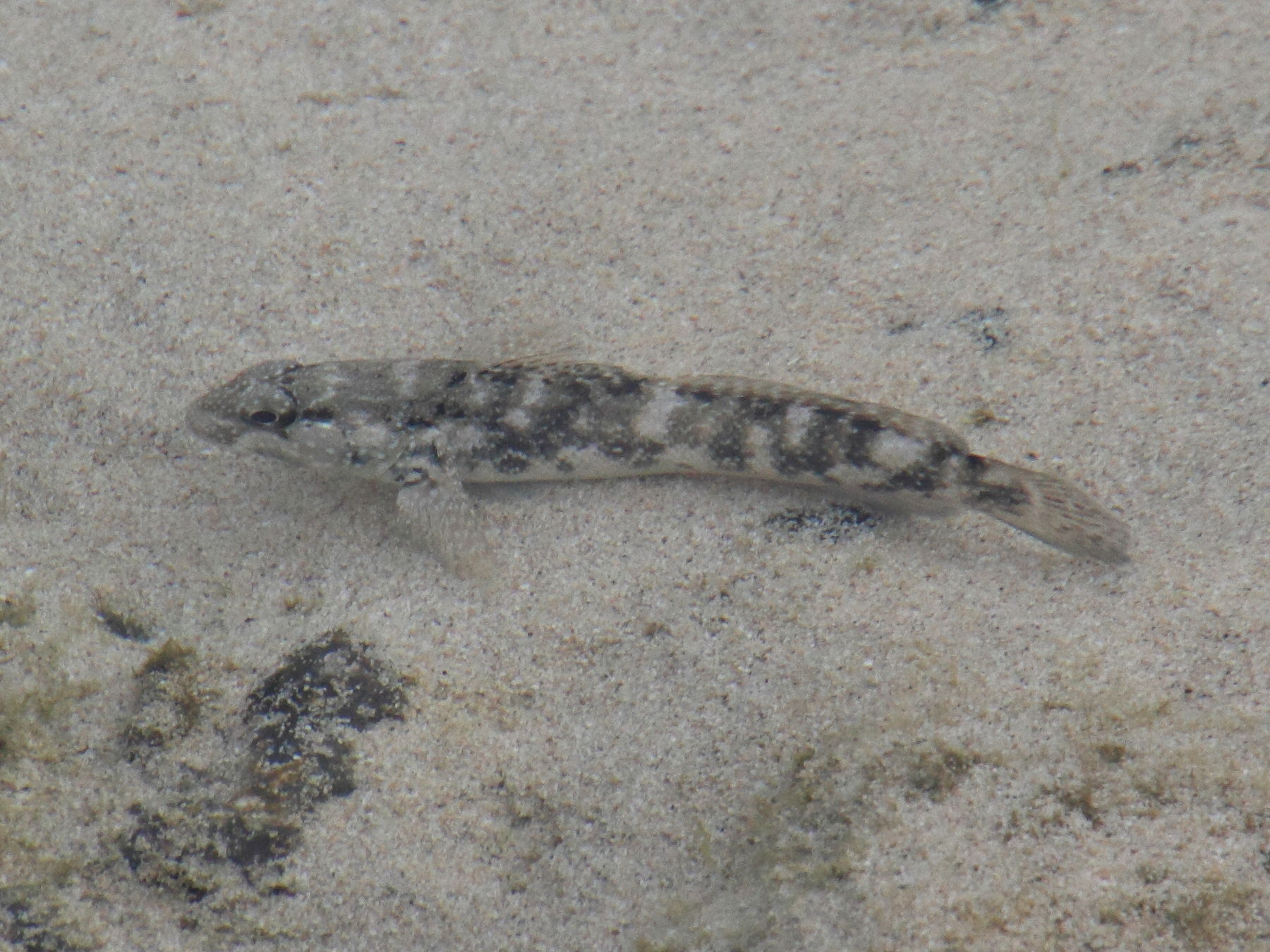 mauligobius_maderensis3md