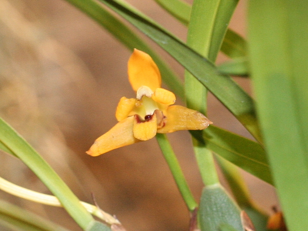 Afficher le média maxillaria_variabilis2md maxillaria_variabilis2md
