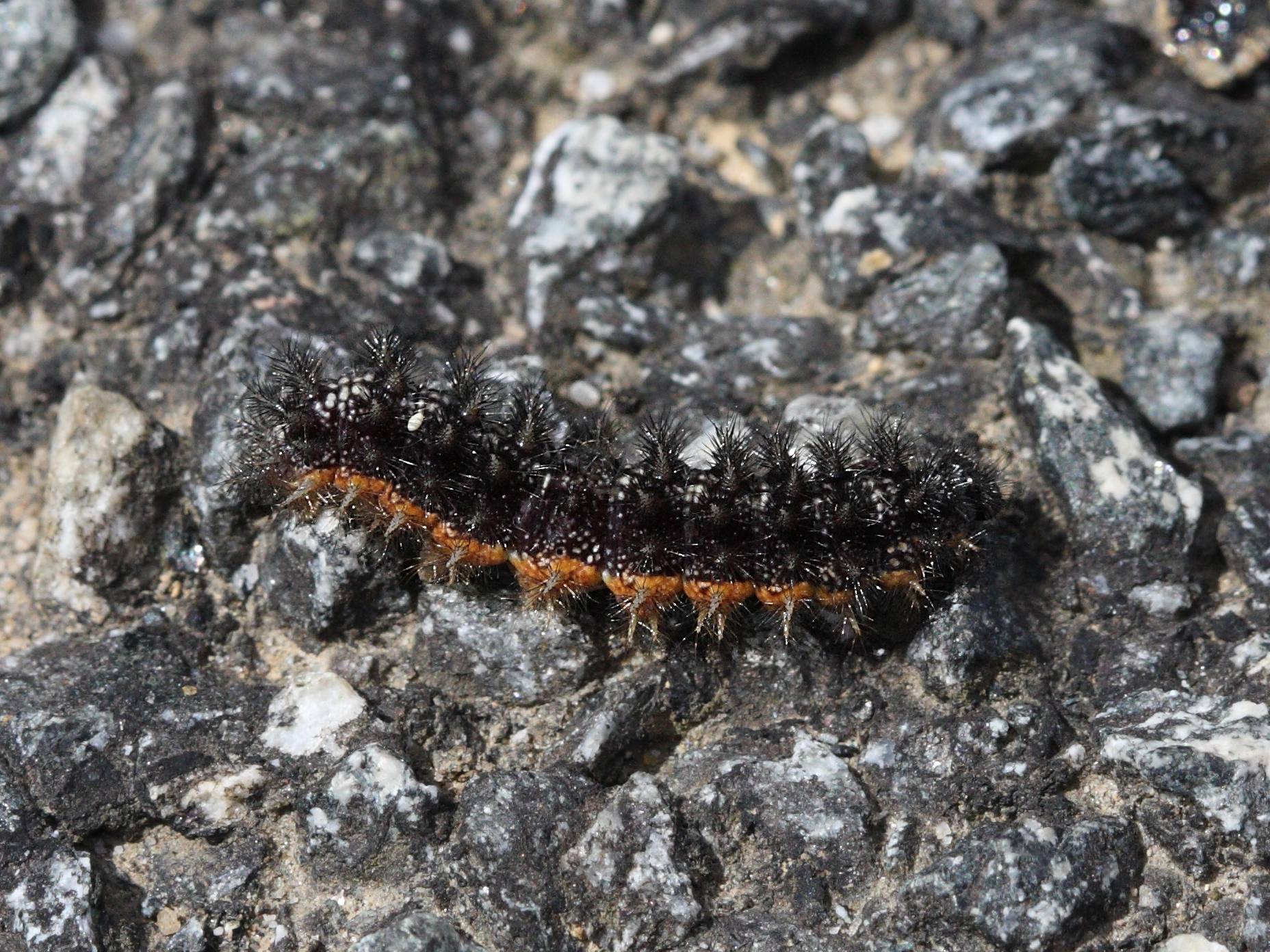 Afficher le média melitaea_phoebe_ch1bd melitaea_phoebe_ch1bd