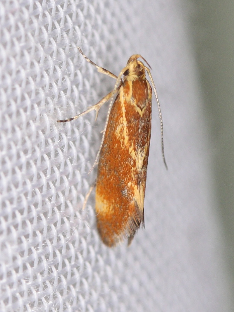 metalampra_cinnamomea3md