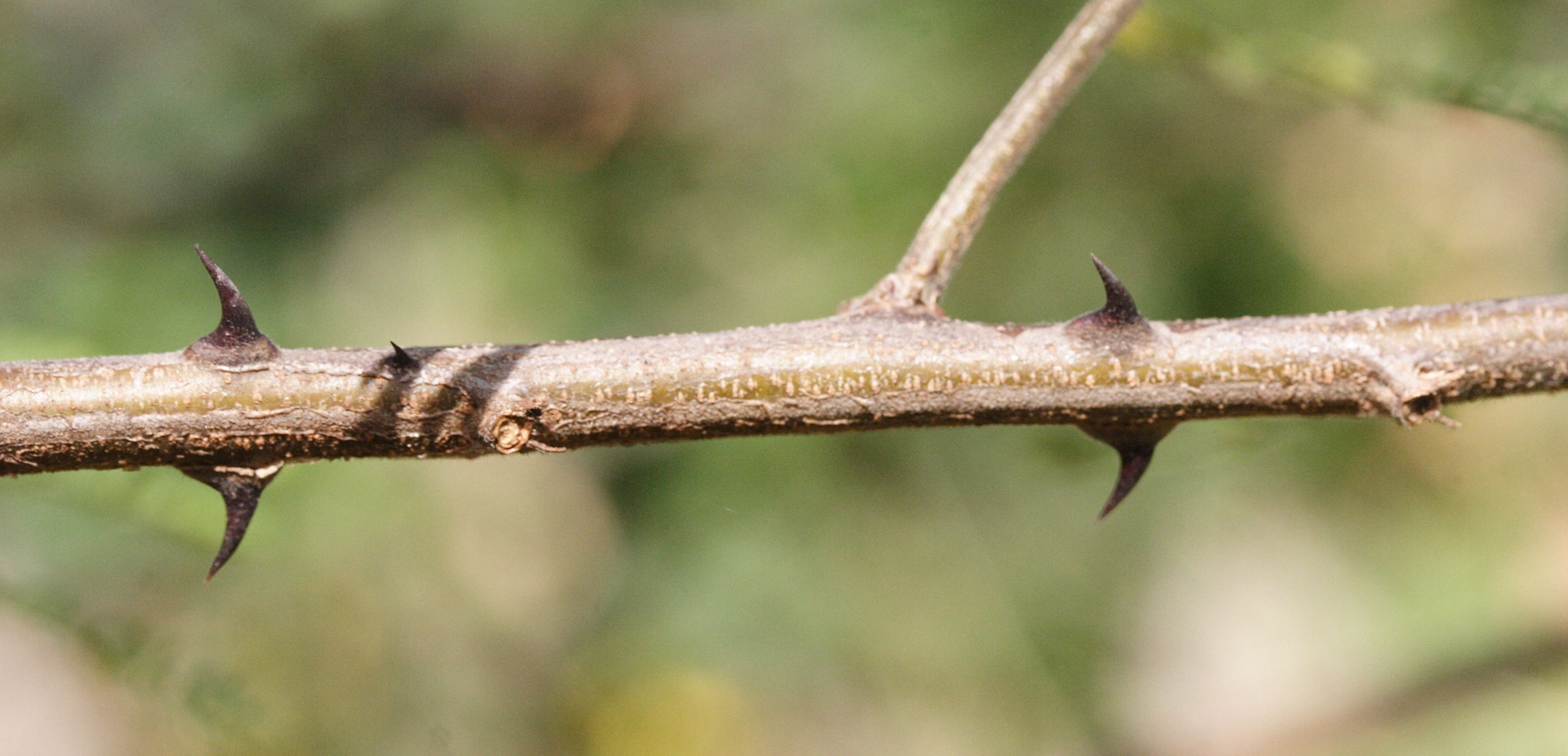 mimosa_malacocentra6md