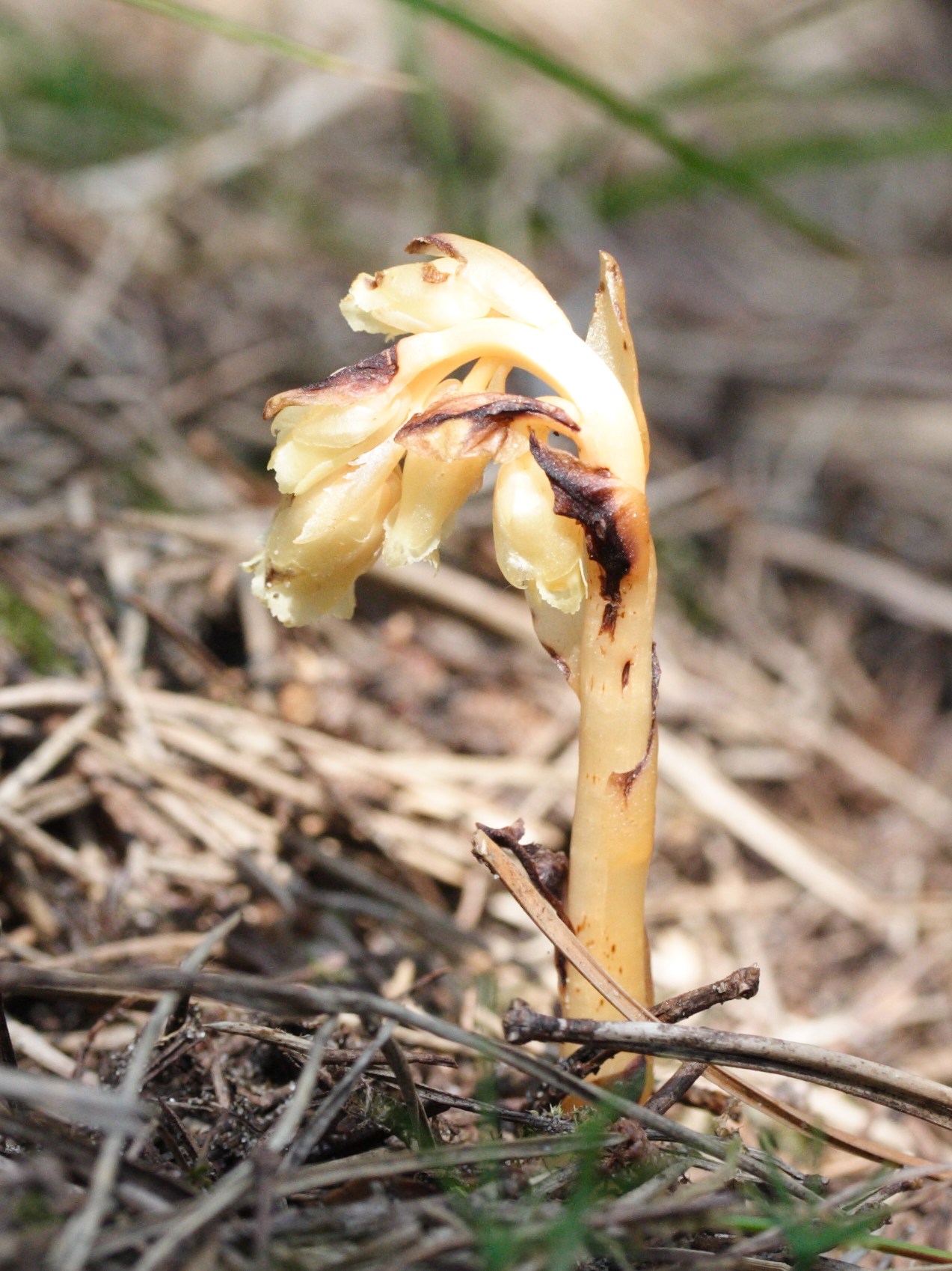 monotropa_hypopitys4bmd