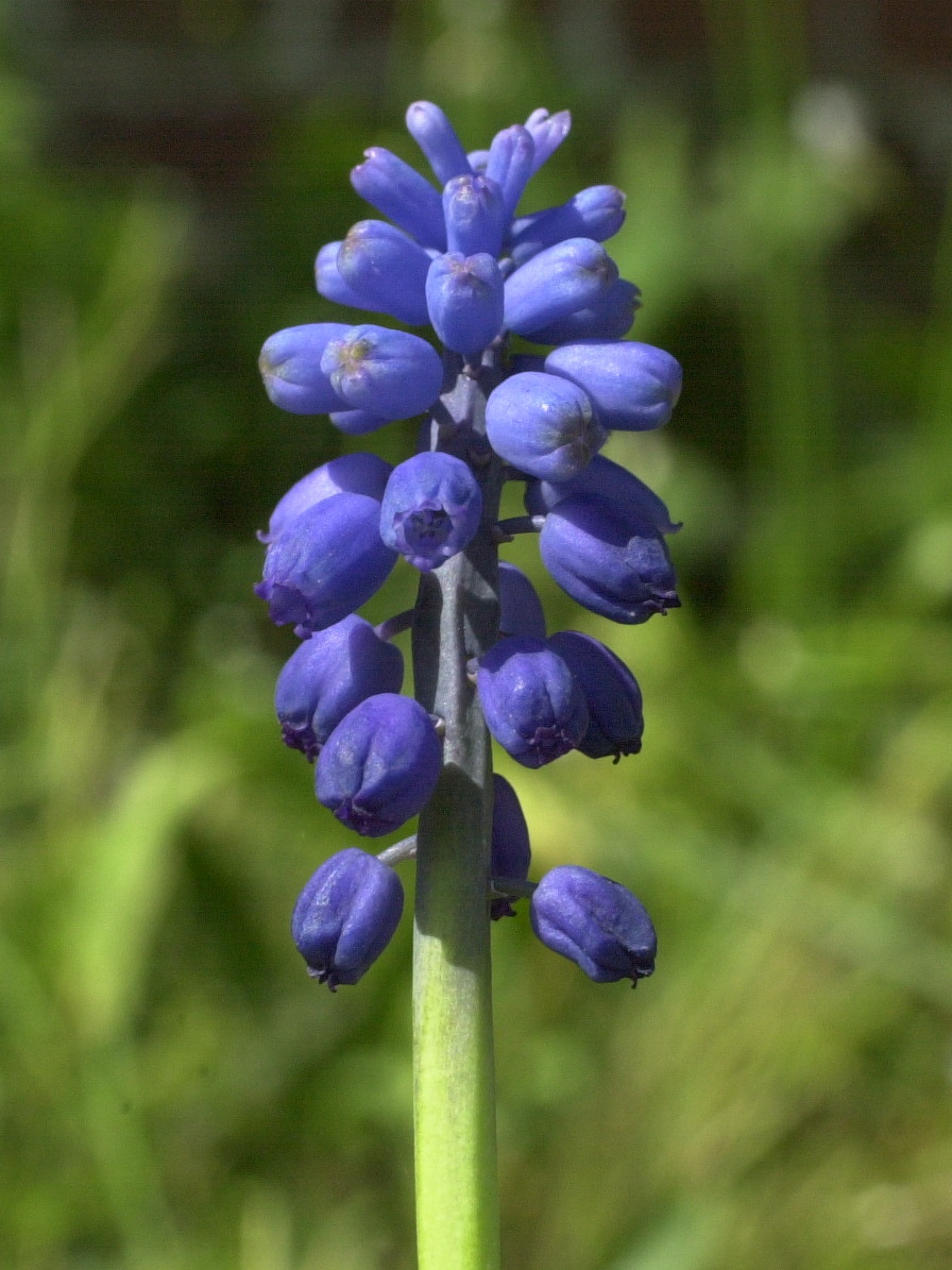 Afficher le média muscari_neglectum1amd muscari_neglectum1amd