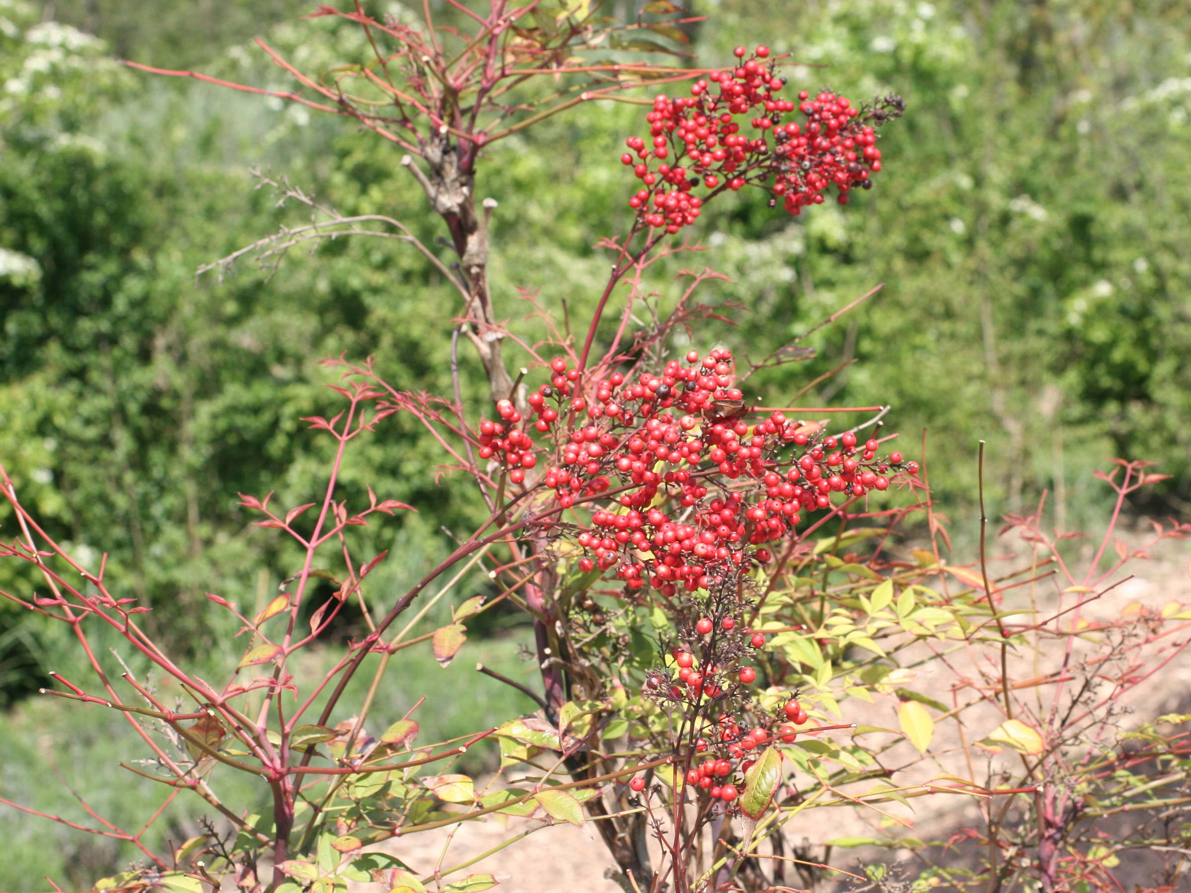 Afficher le média nandina_domestica2md nandina_domestica2md