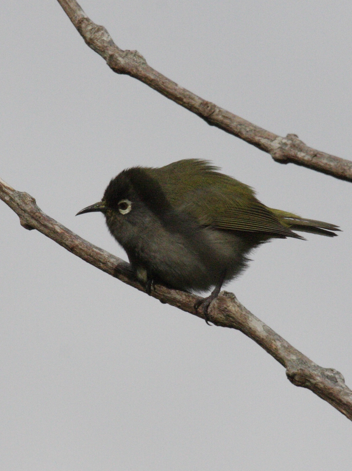 oiseau_lunettes_vert_-_zosterops_olivaceus2bd
