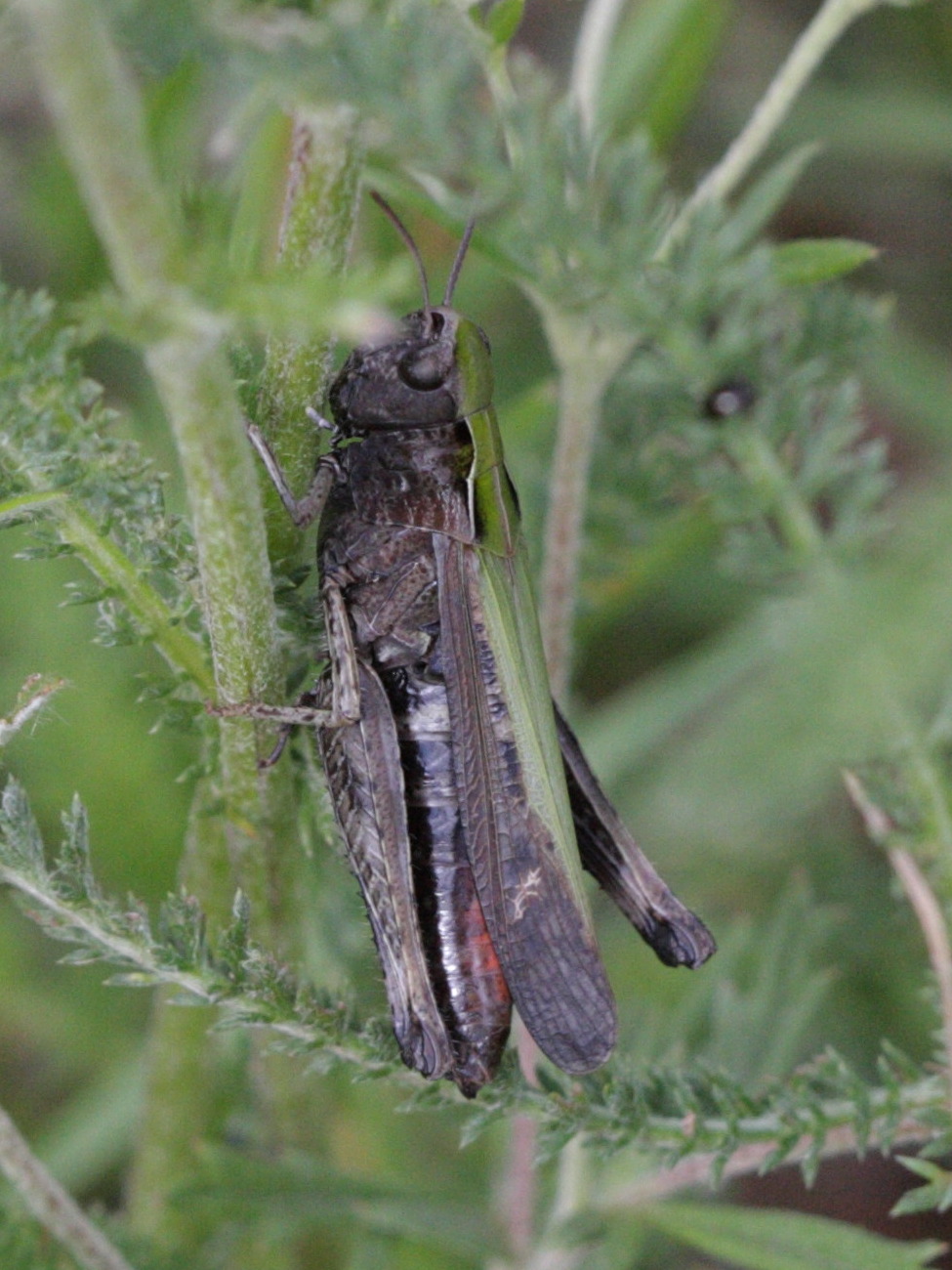 omocestus_rufipes3bd