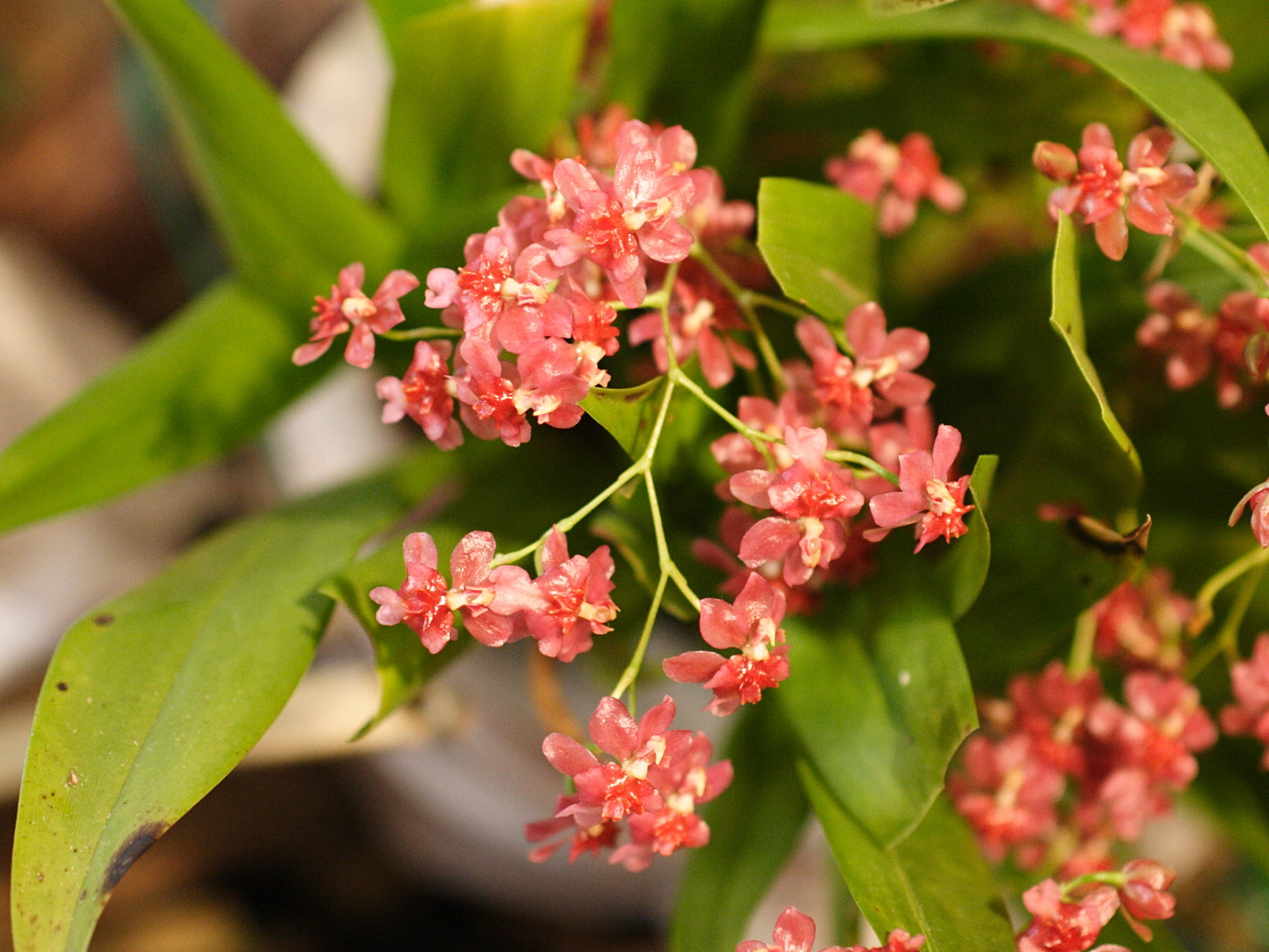 Afficher le média oncidium_ornithorhynchum4md oncidium_ornithorhynchum4md