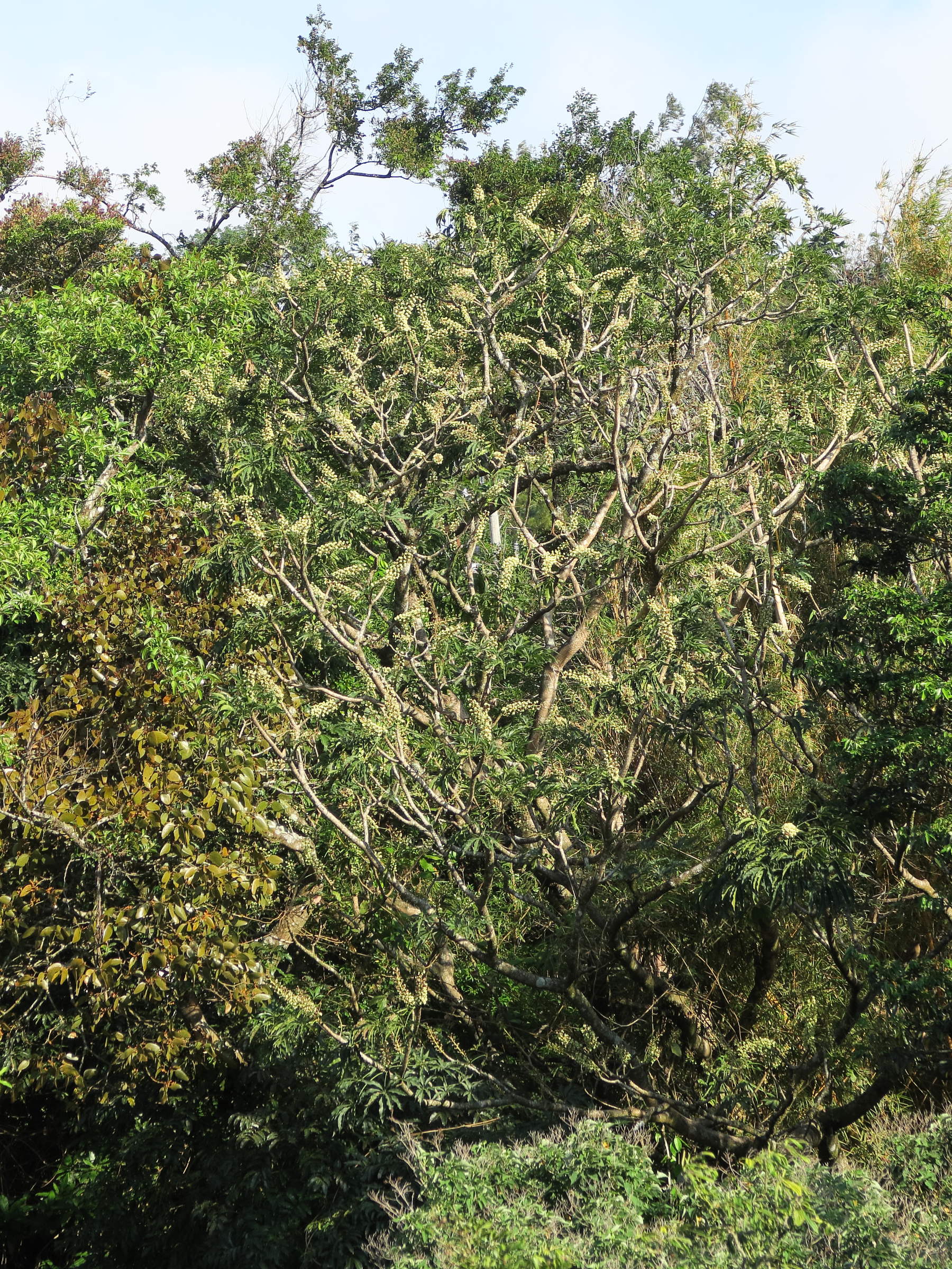 oreopanax_xalapensis1md