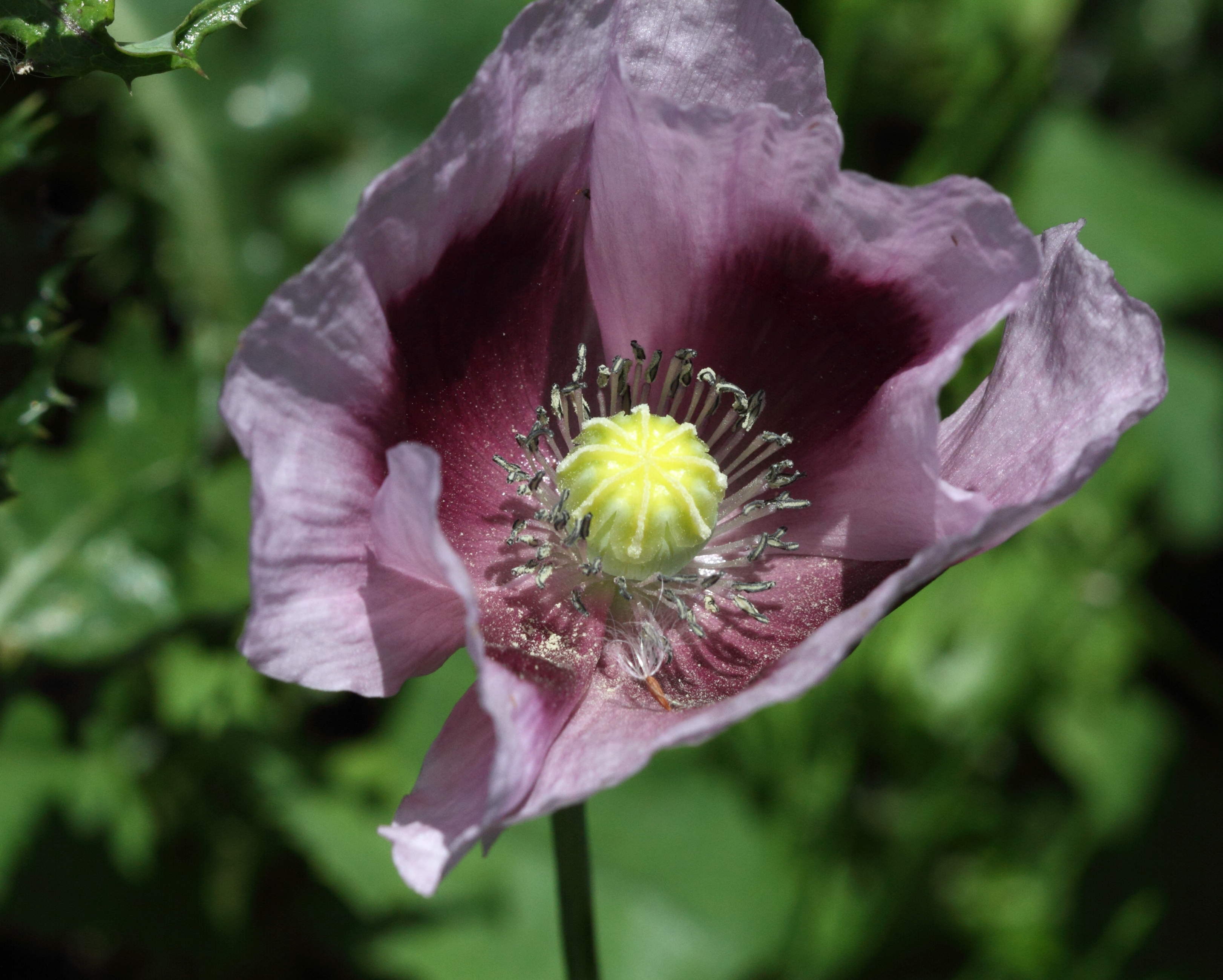 Afficher le média papaver_somniferum5bd papaver_somniferum5bd