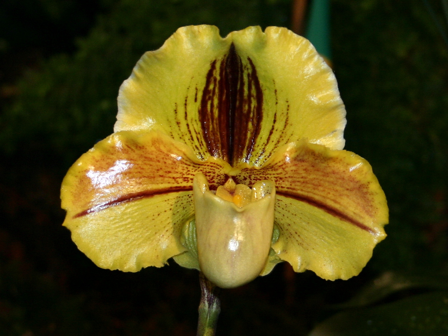 paphiopedilum_lippewunder2sd