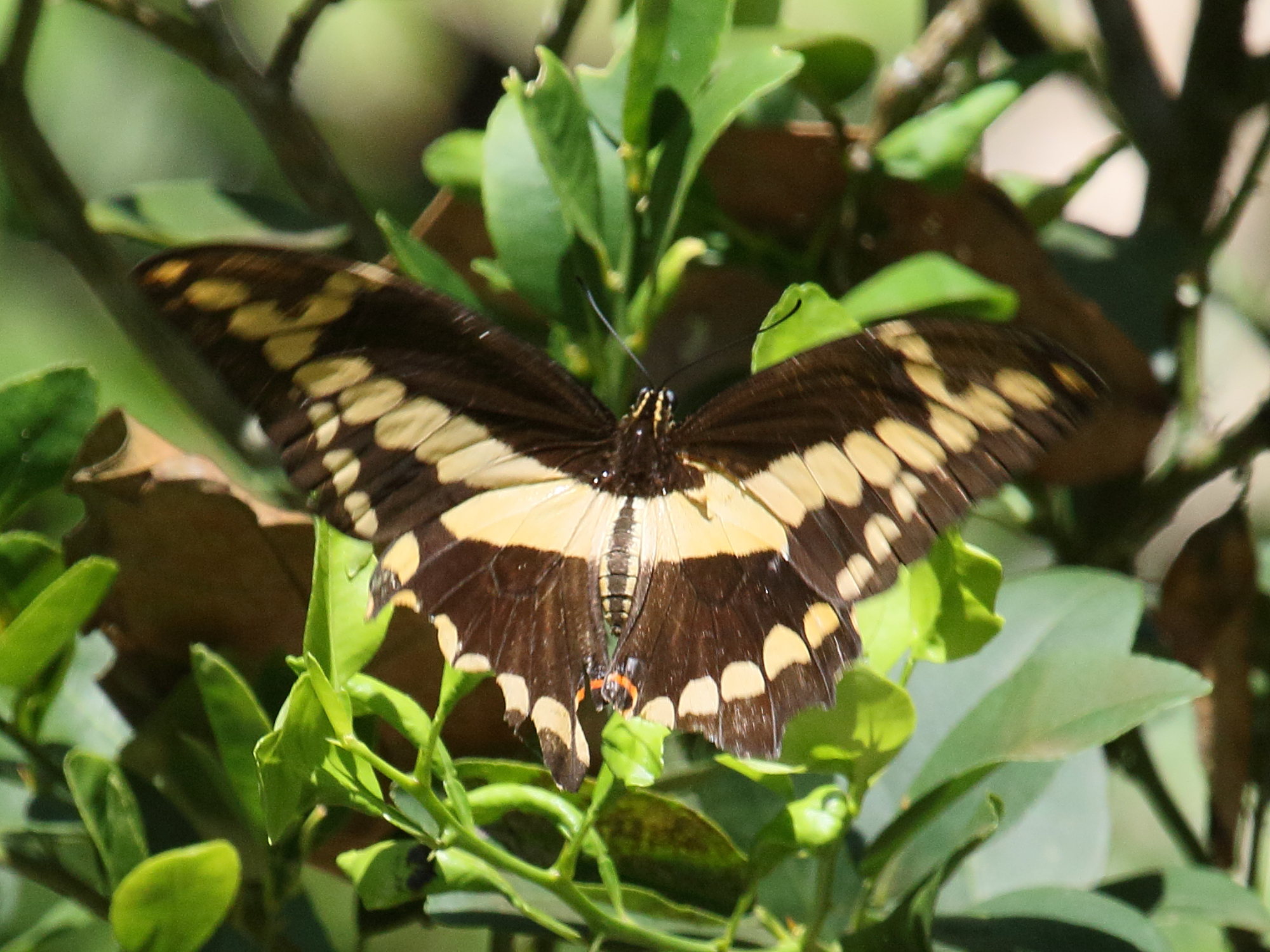 Afficher le média papilio_polyxenes_stabilis2bd papilio_polyxenes_stabilis2bd